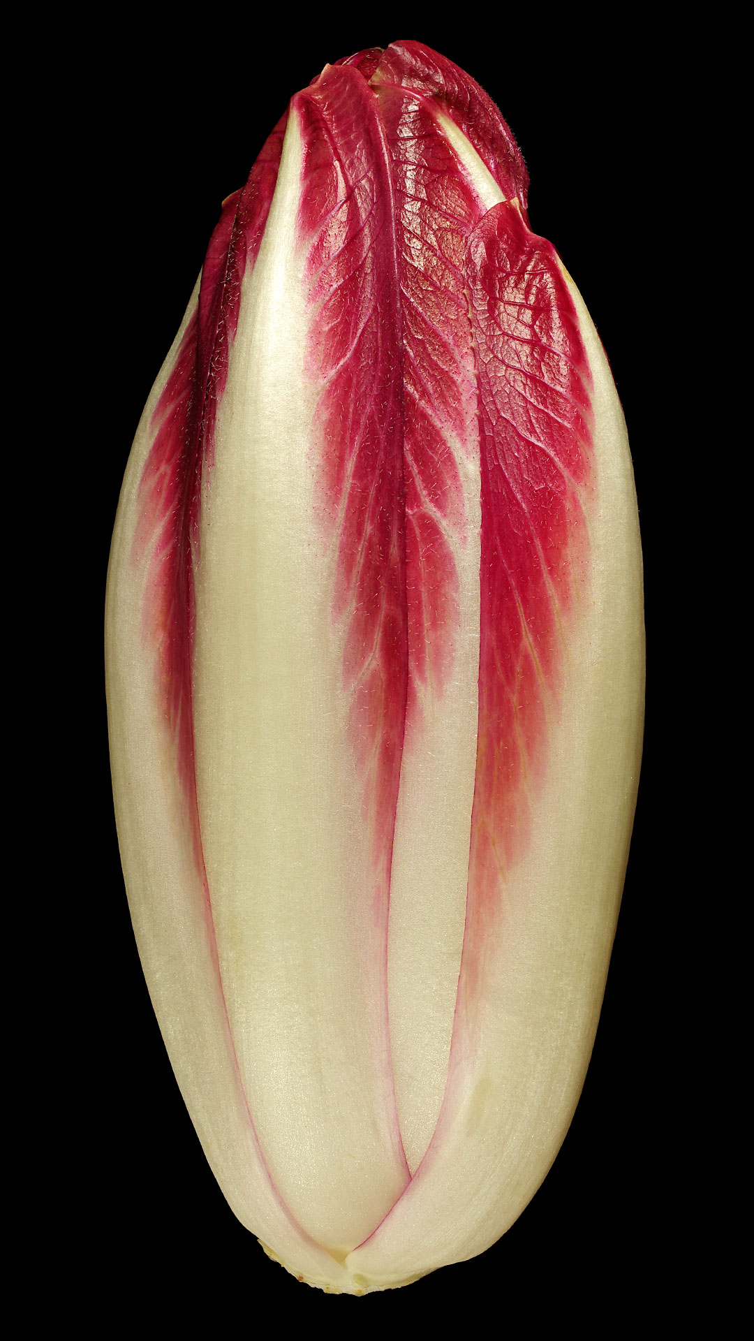 Der rotblättrige Chicorée: Cichorium intybus var. foliosum | Flora obscura