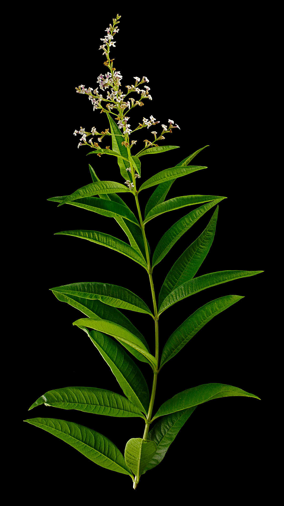 Lemon Verbena: Aloysia citrodora