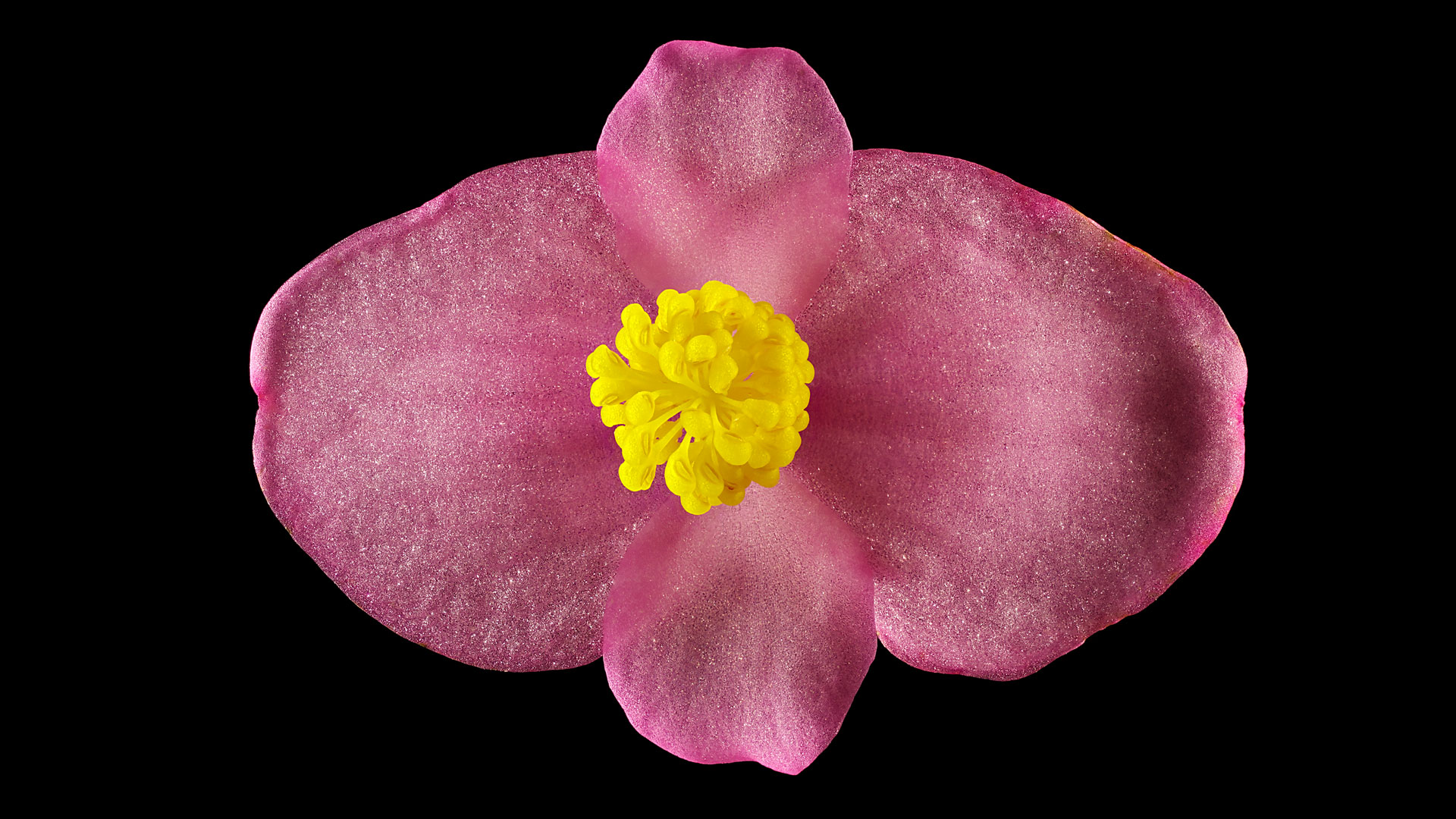 Das Japan-Schiefblatt: Begonia grandis x Begonia evansiana