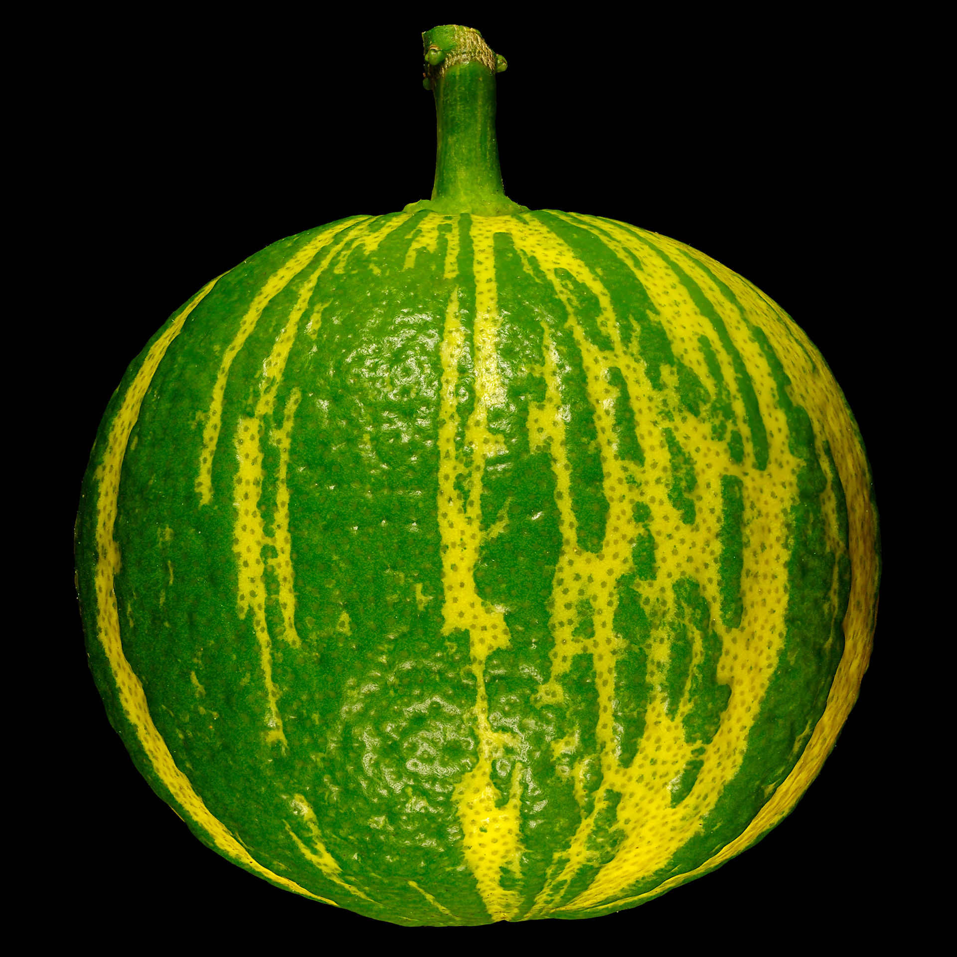 Die Landsknechthosen-Pomeranze: Citrus × aurantium ‚Fasciata‘ (unreif)