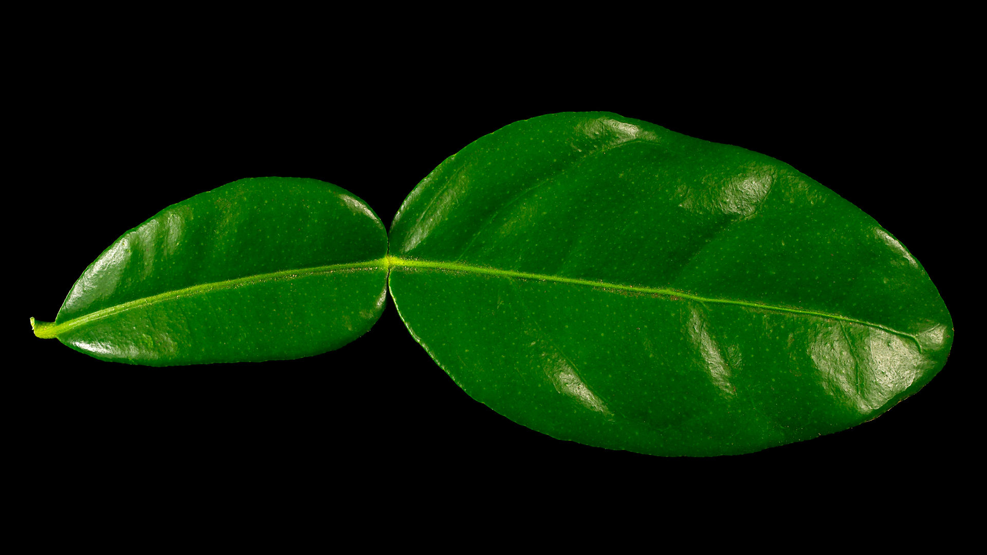 Kaffir lime leaf: Citrus hystix