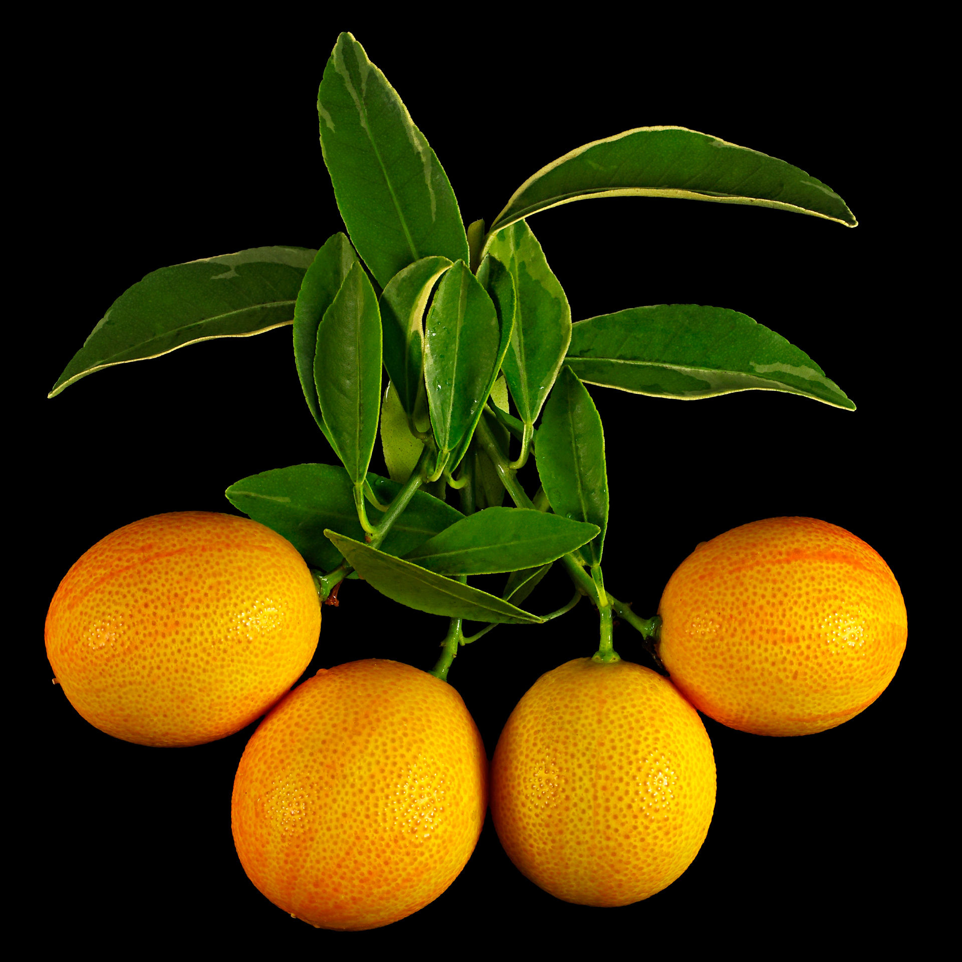Centennial Variegated Kumquat: Citrus japonica ‘Centennial Variegated’