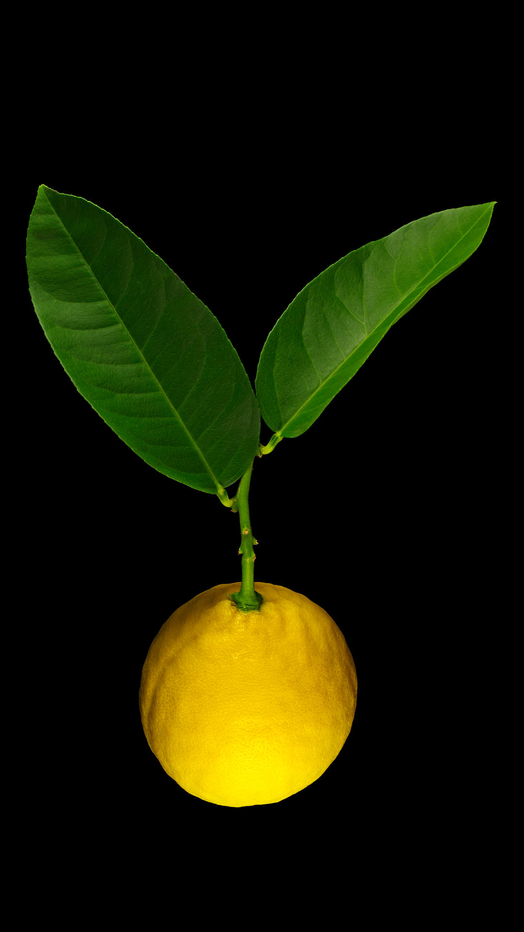 Lipo lemon: Citrus limon x Citrus paradisi ‚Lipo‘