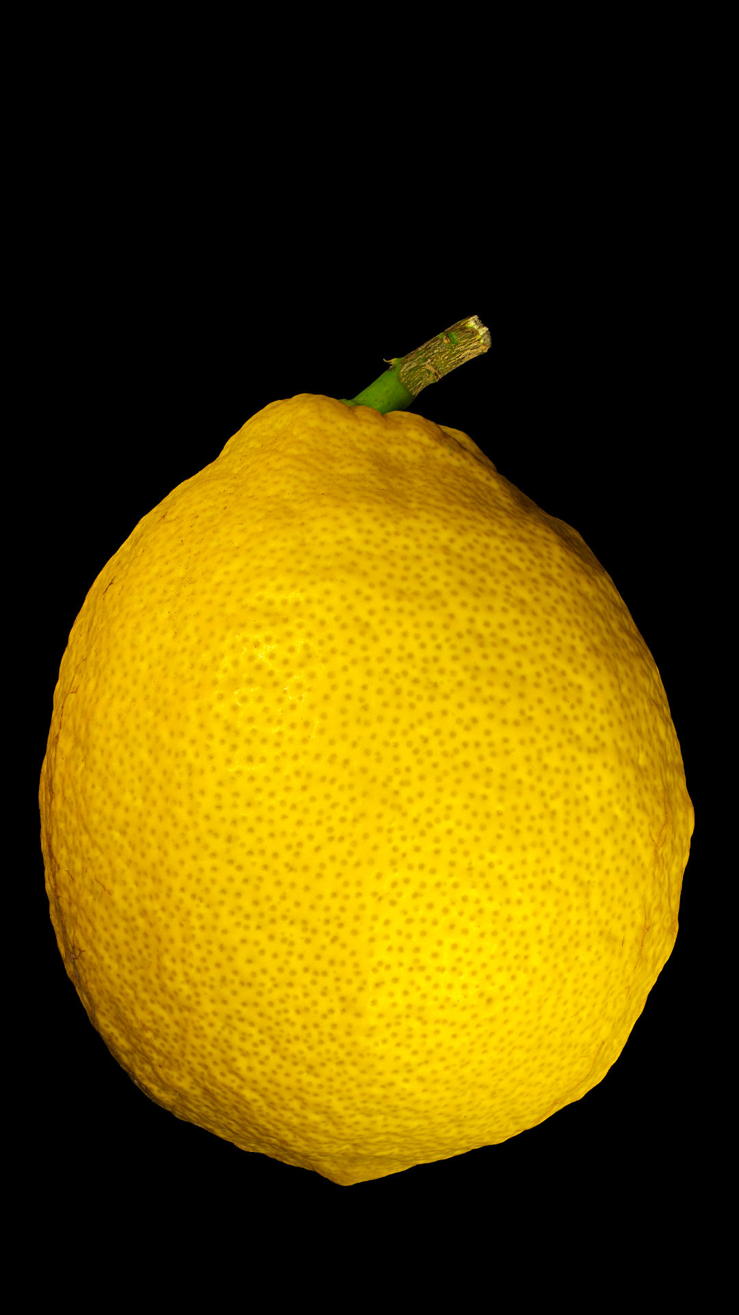 Variegated lemon: Citrus × limon ‚Foliis Variegatis‘