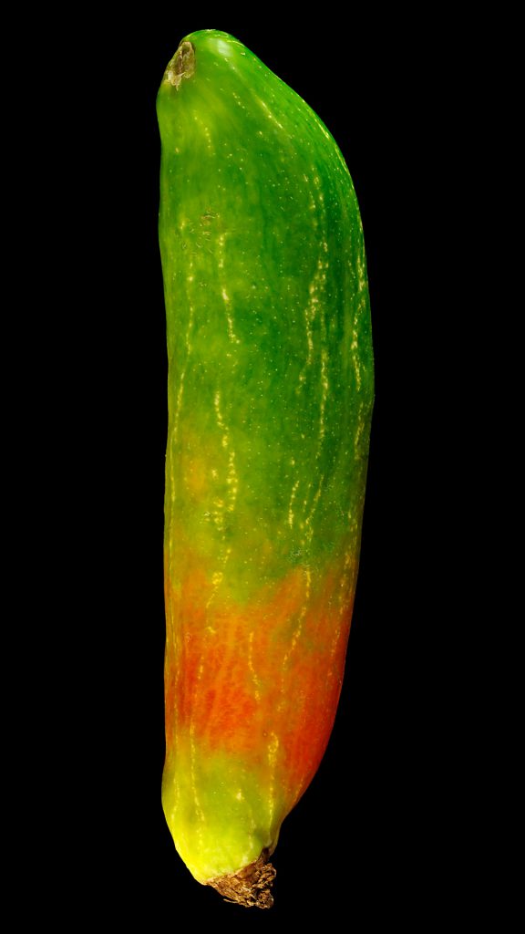 Tindola Coccinia Grandis Flora Obscura tindola coccinia grandis flora obscura