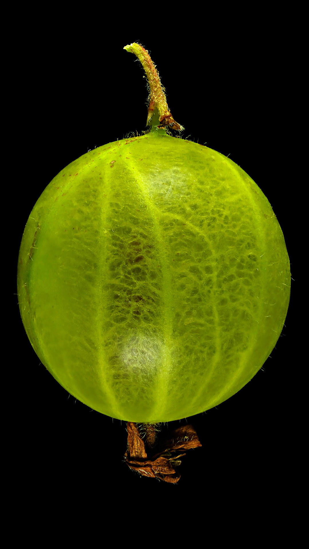 Die Stachelbeere: Ribes uva-crispa