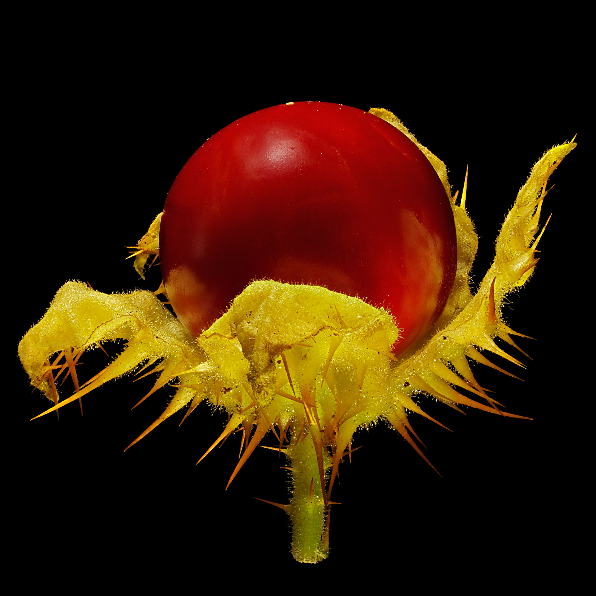 Sticky nightshade: Solanum sisymbriifolium