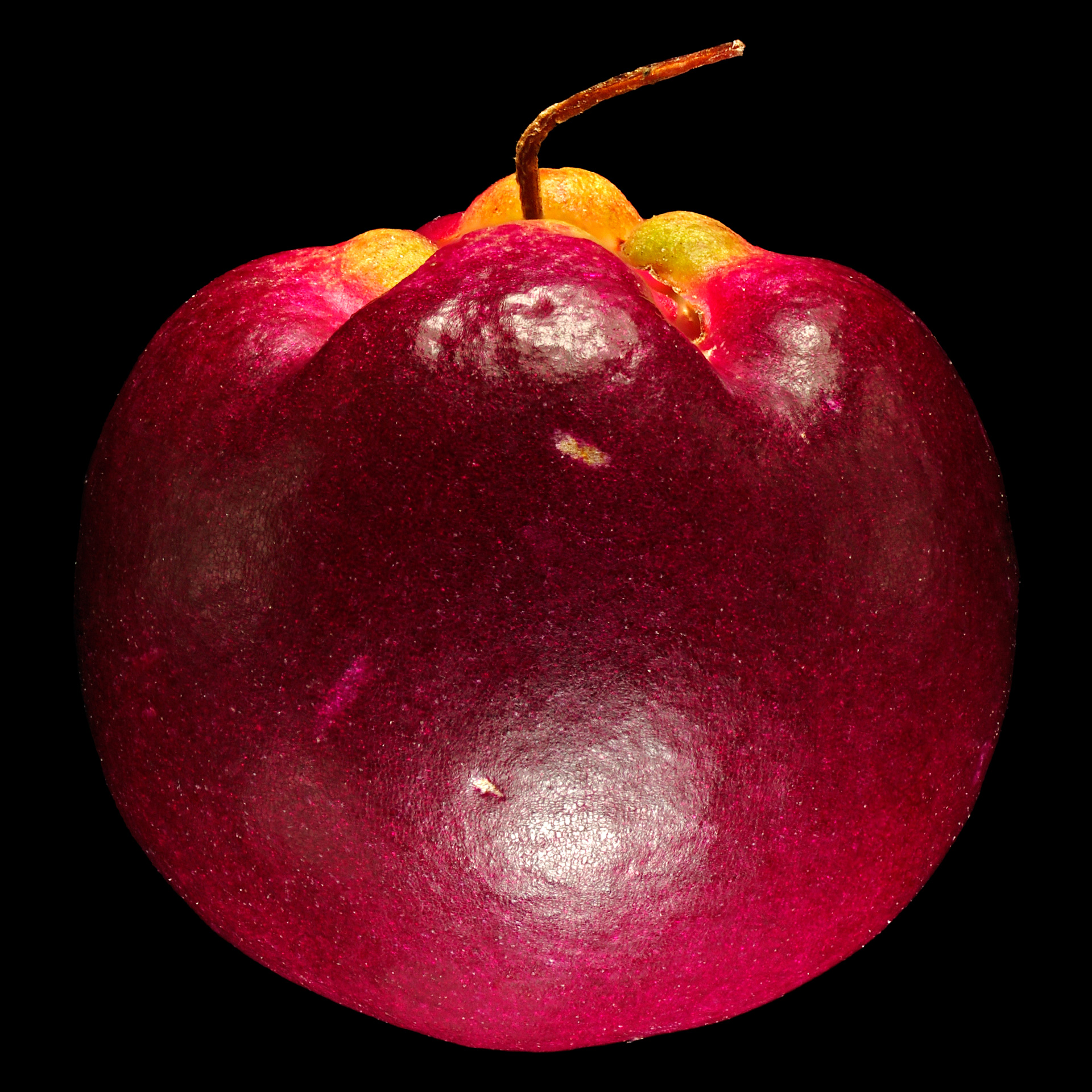 Magenta cherry: Syzygium paniculatum