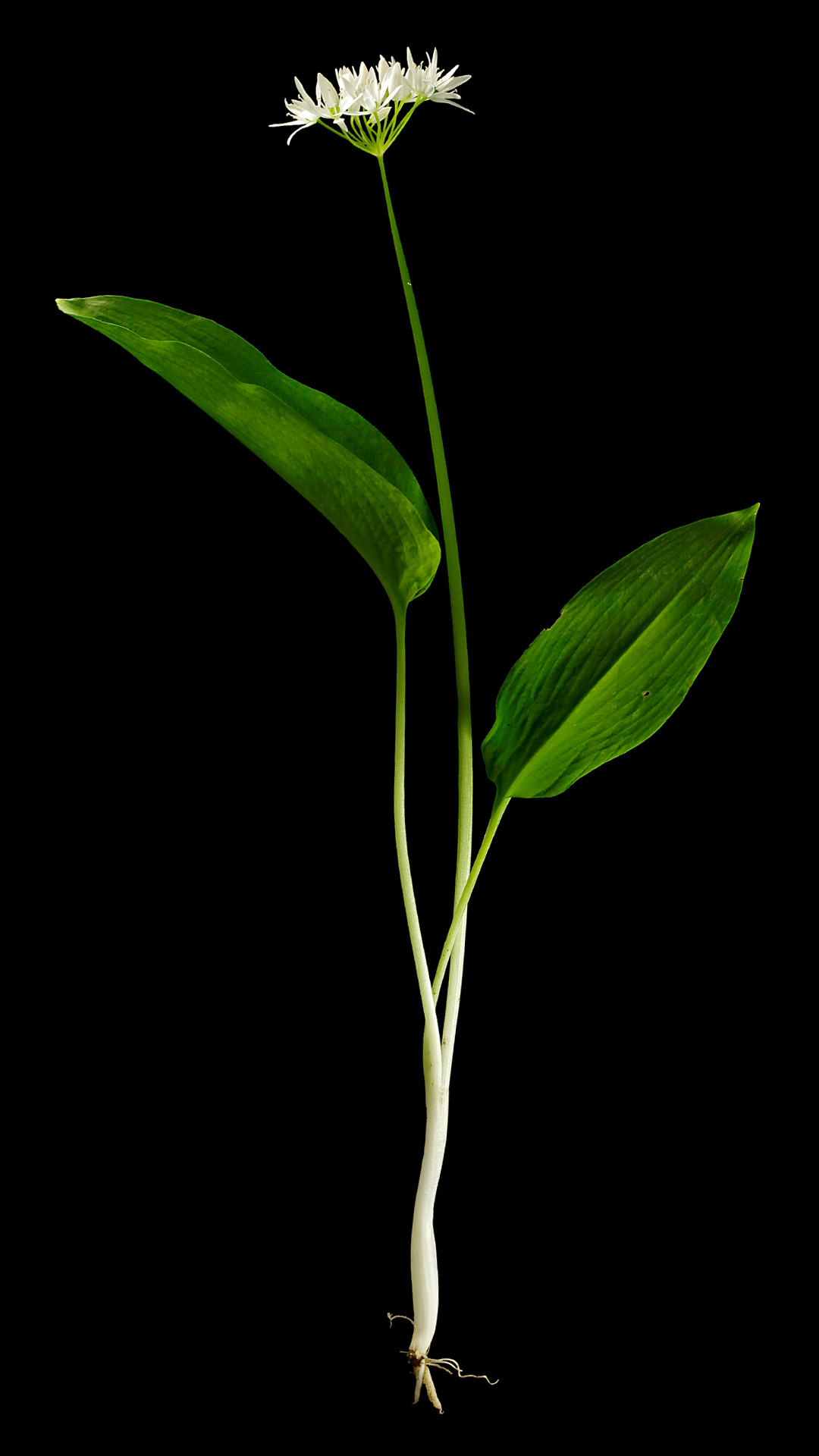 Der Bärlauch: Allium ursinum