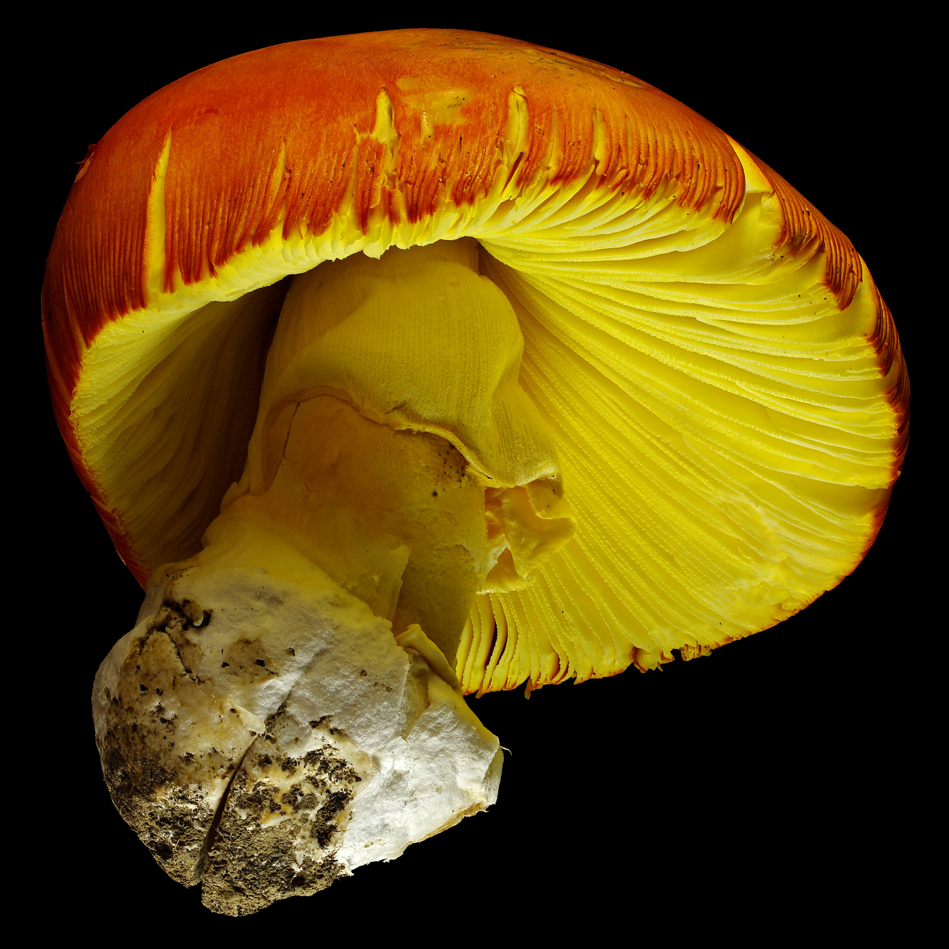 Ceasar’s mushroom: Amanita caesarea