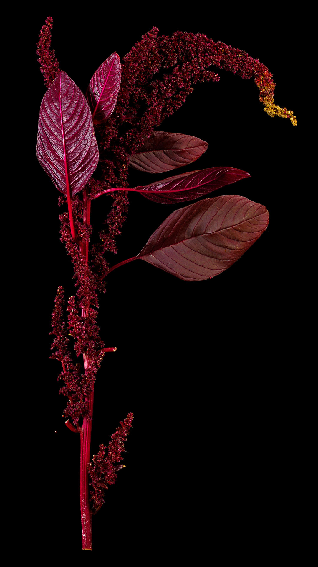 Der Färber-Fuchsschwanz: Amaranthus cruentus x powellii ‚Hopi red dye‘