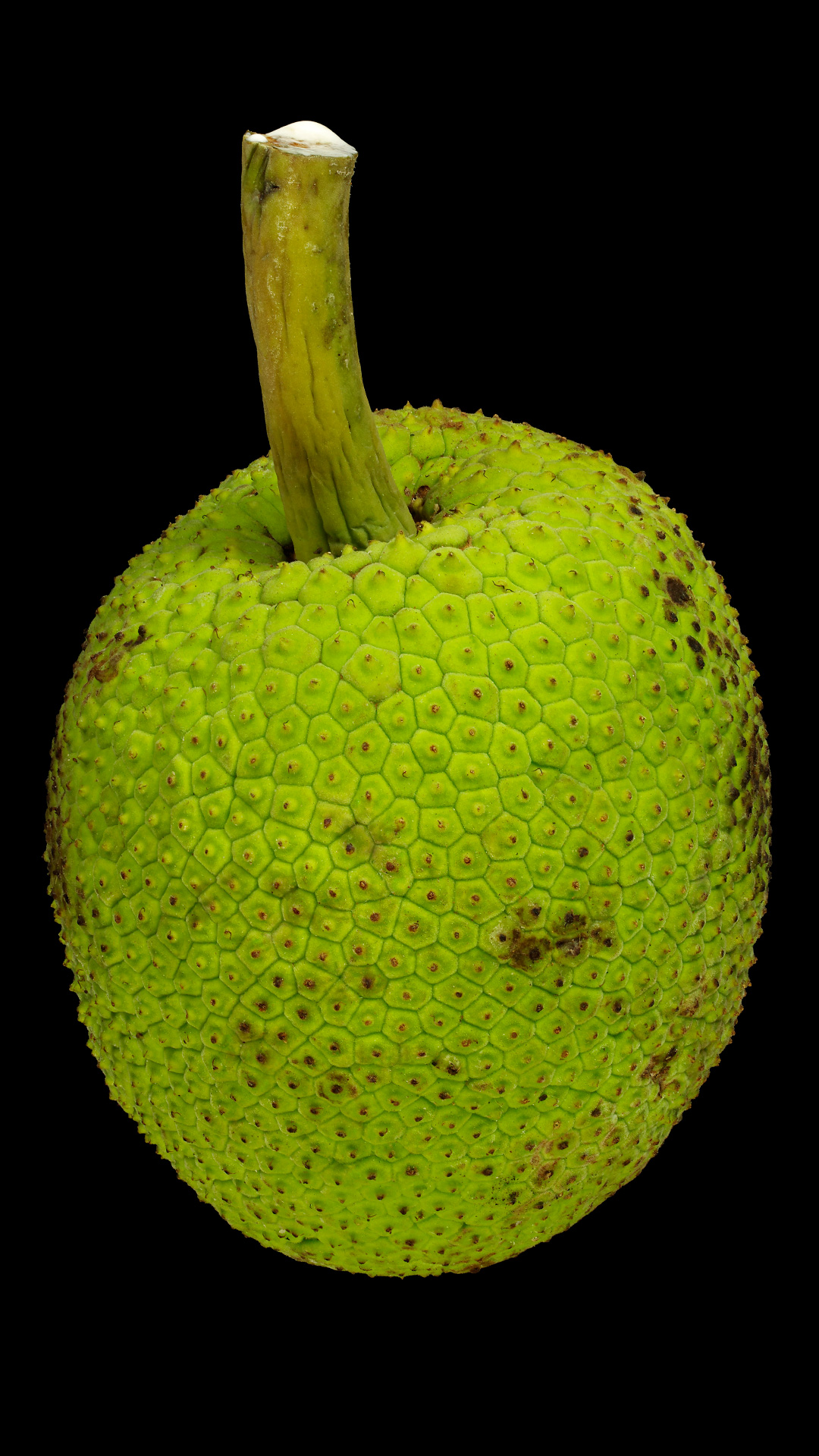 Die Brotfrucht: Artocarpus altilis (unreif)