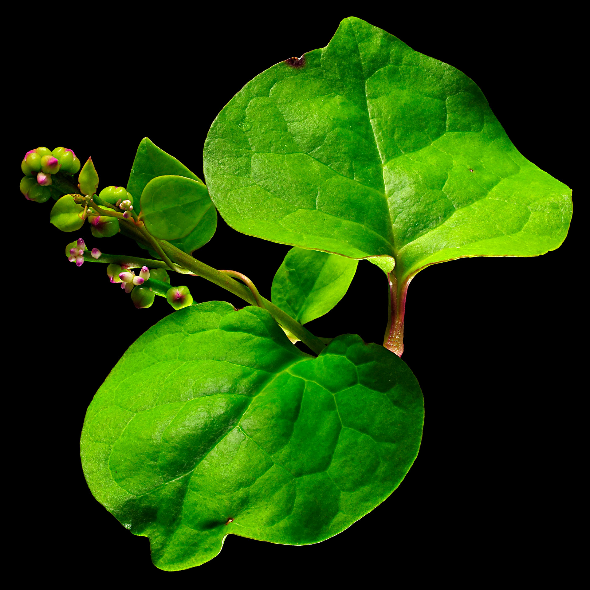 Malabar spinach: Basella alba