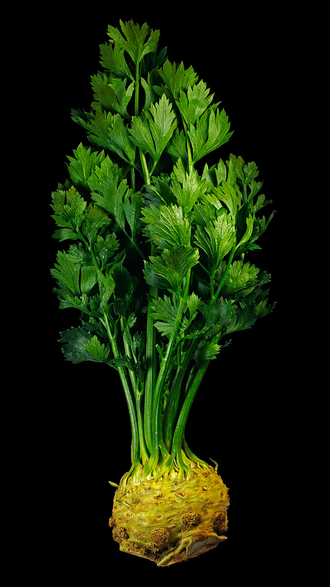 Celery root: Apium graveolens var. rapaceum