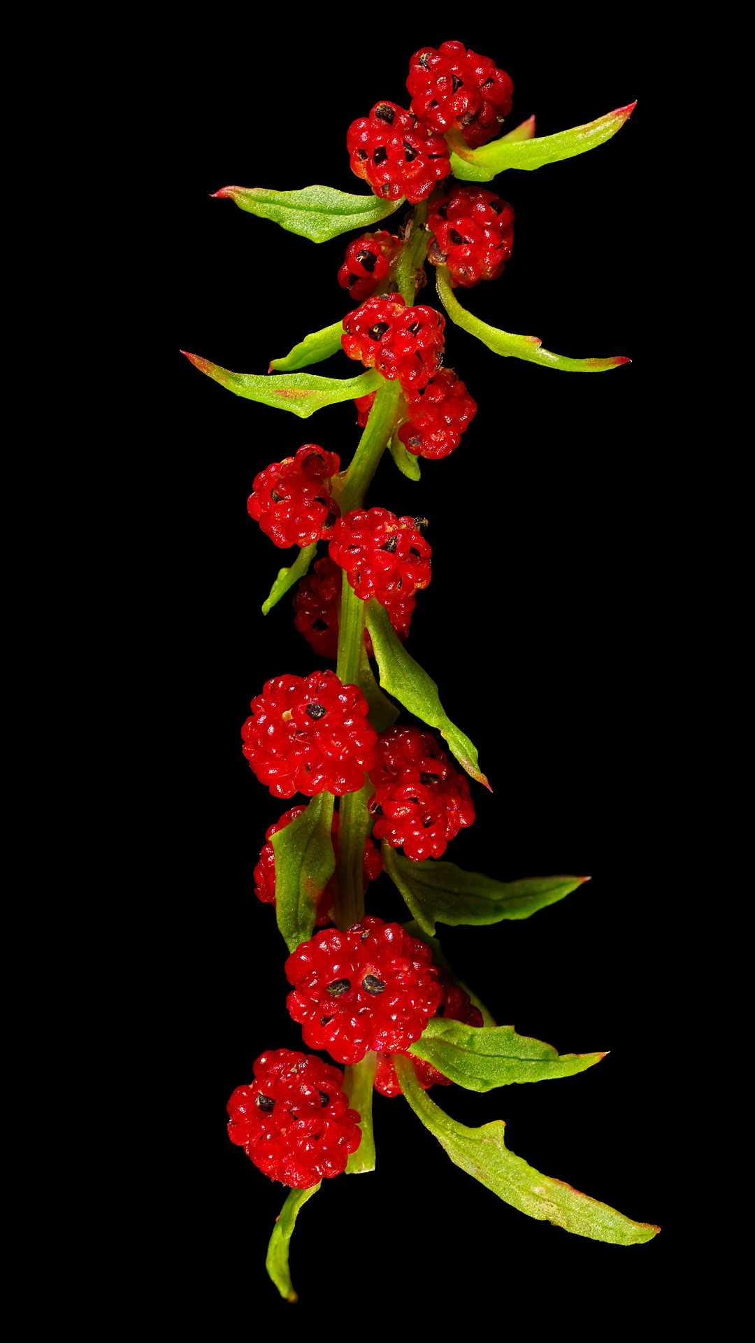 Der Echte Erdbeerspinat: Blitum virgatum ‚Strawberry-Sticks‘
