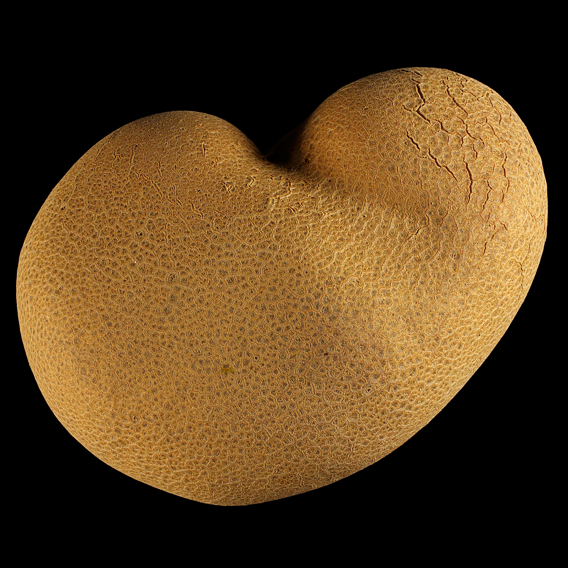 Air potato: Dioscorea bulbifera