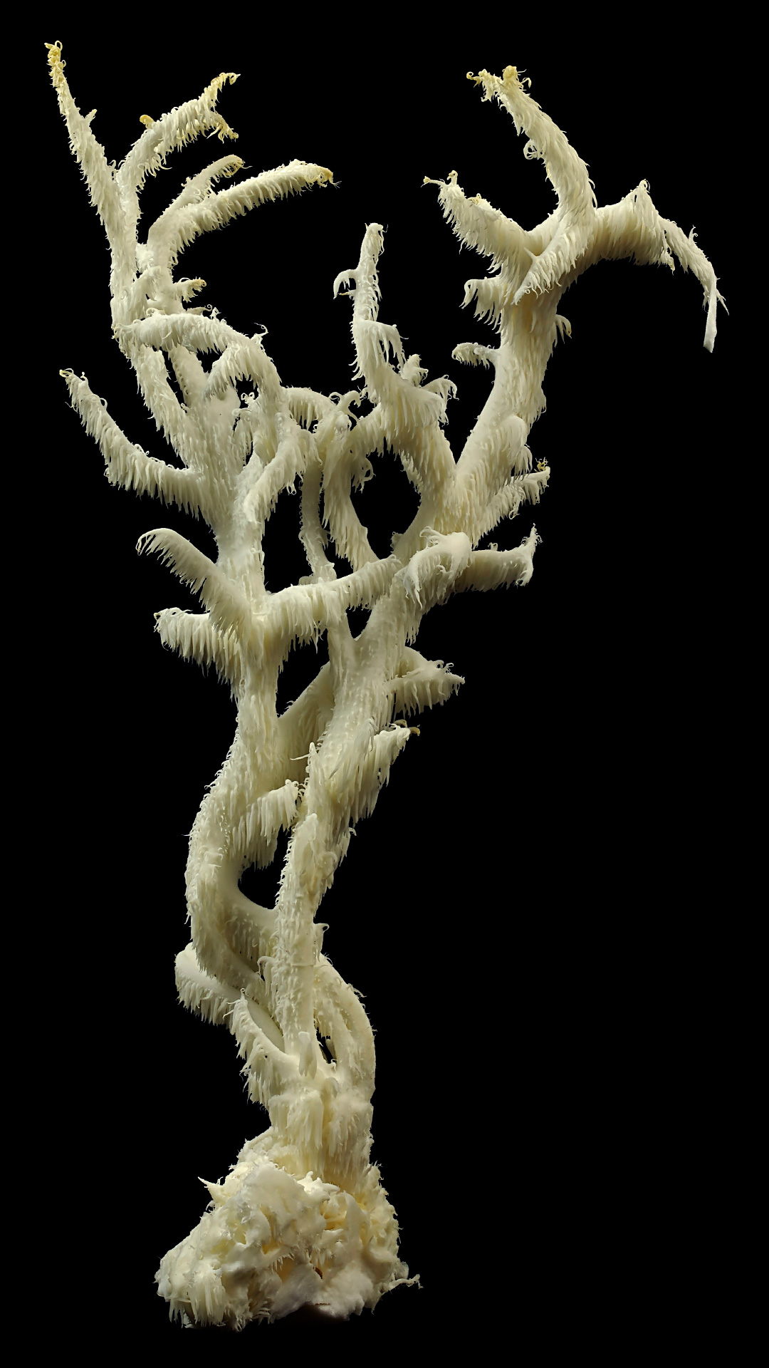 Coral tooth fungus: Hericium coralloides