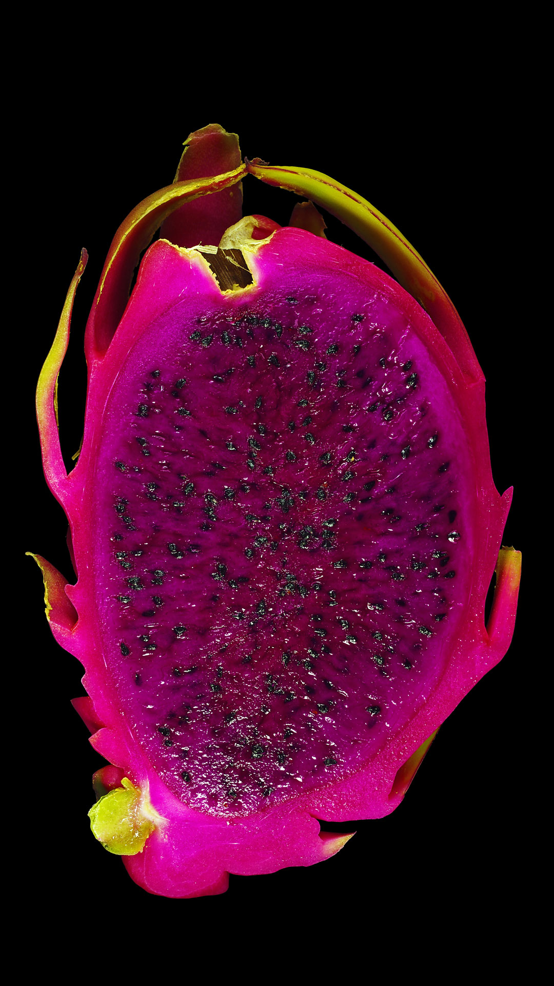 Violette Pitaya Hylocereus monacanthus Größe M 