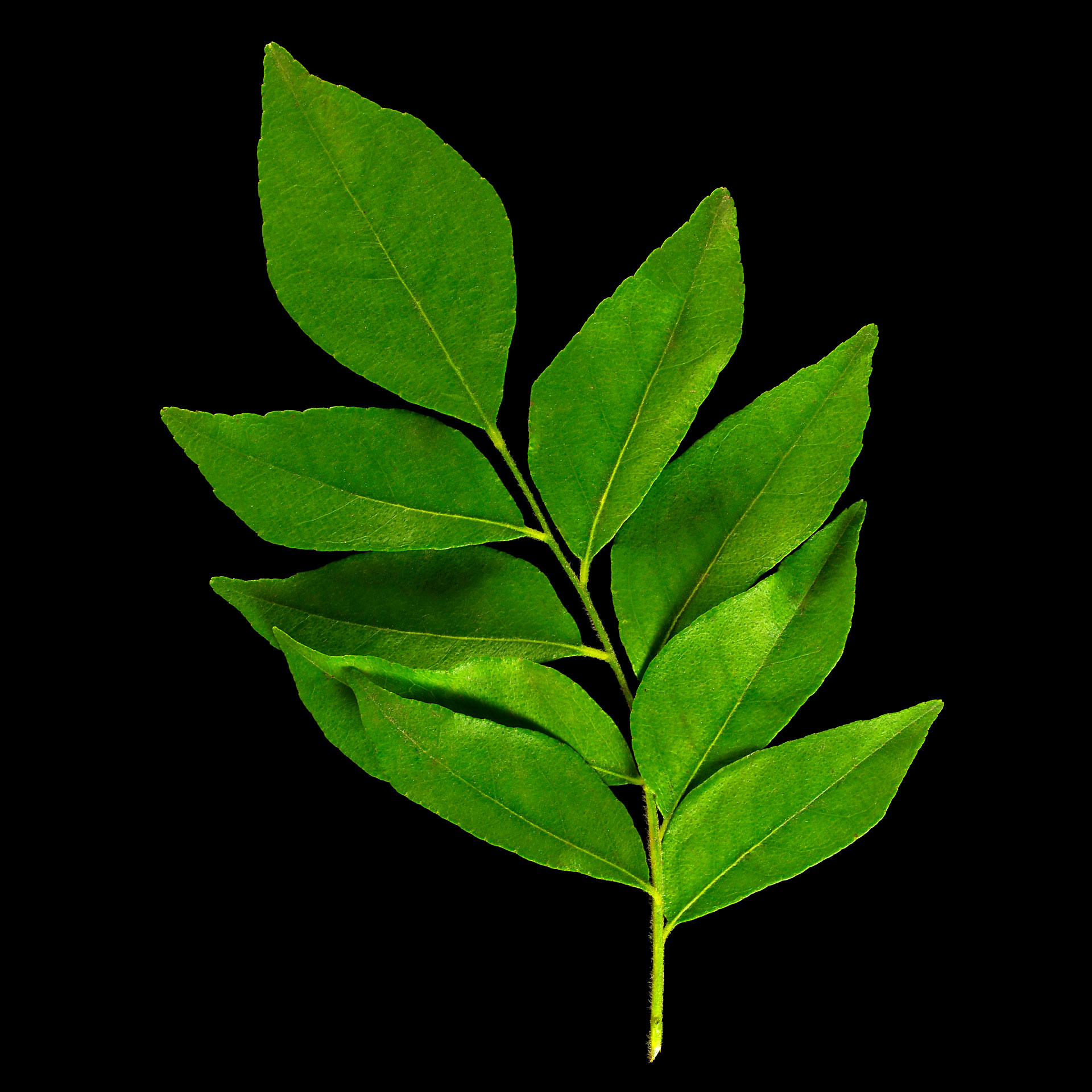 Curry Leaf: Bergera koenigii