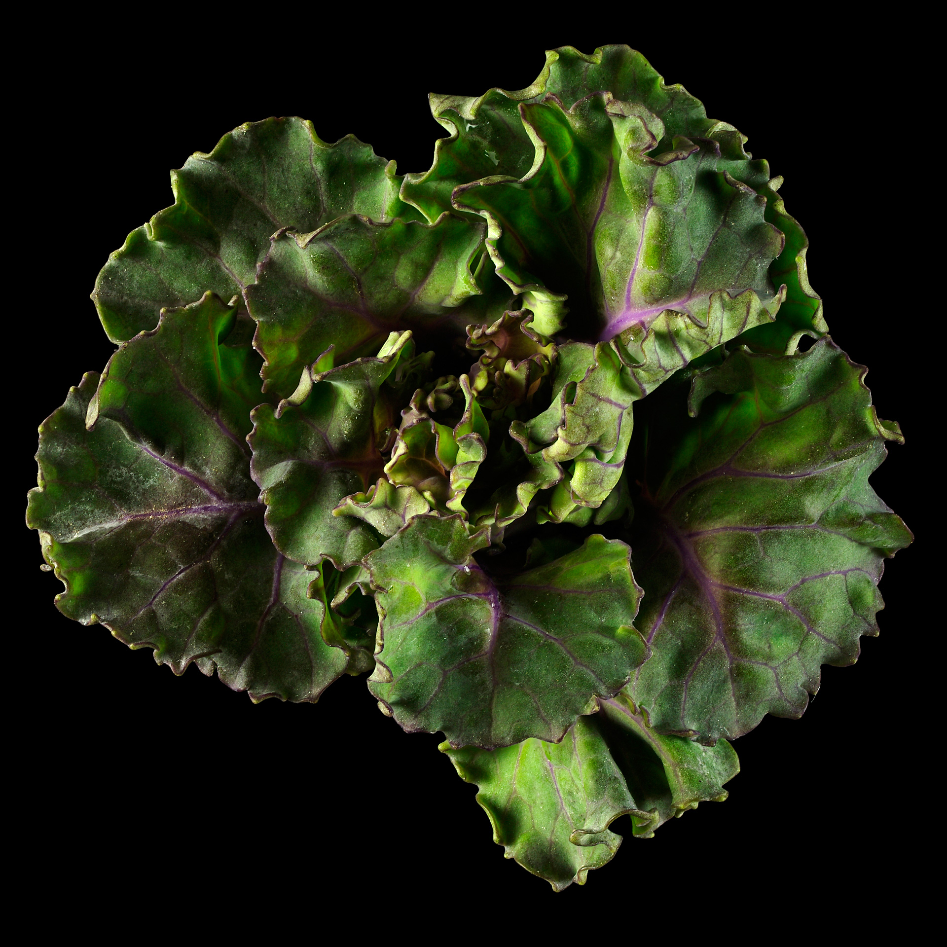 Die Kohlröschen: Brassica oleracea var. gemmifera ‚Flower-Sprouts‘