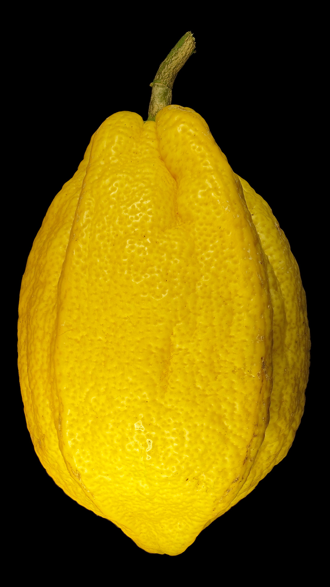 The bizarre lemon: Citrus × lemon ‚Bizzarro‘