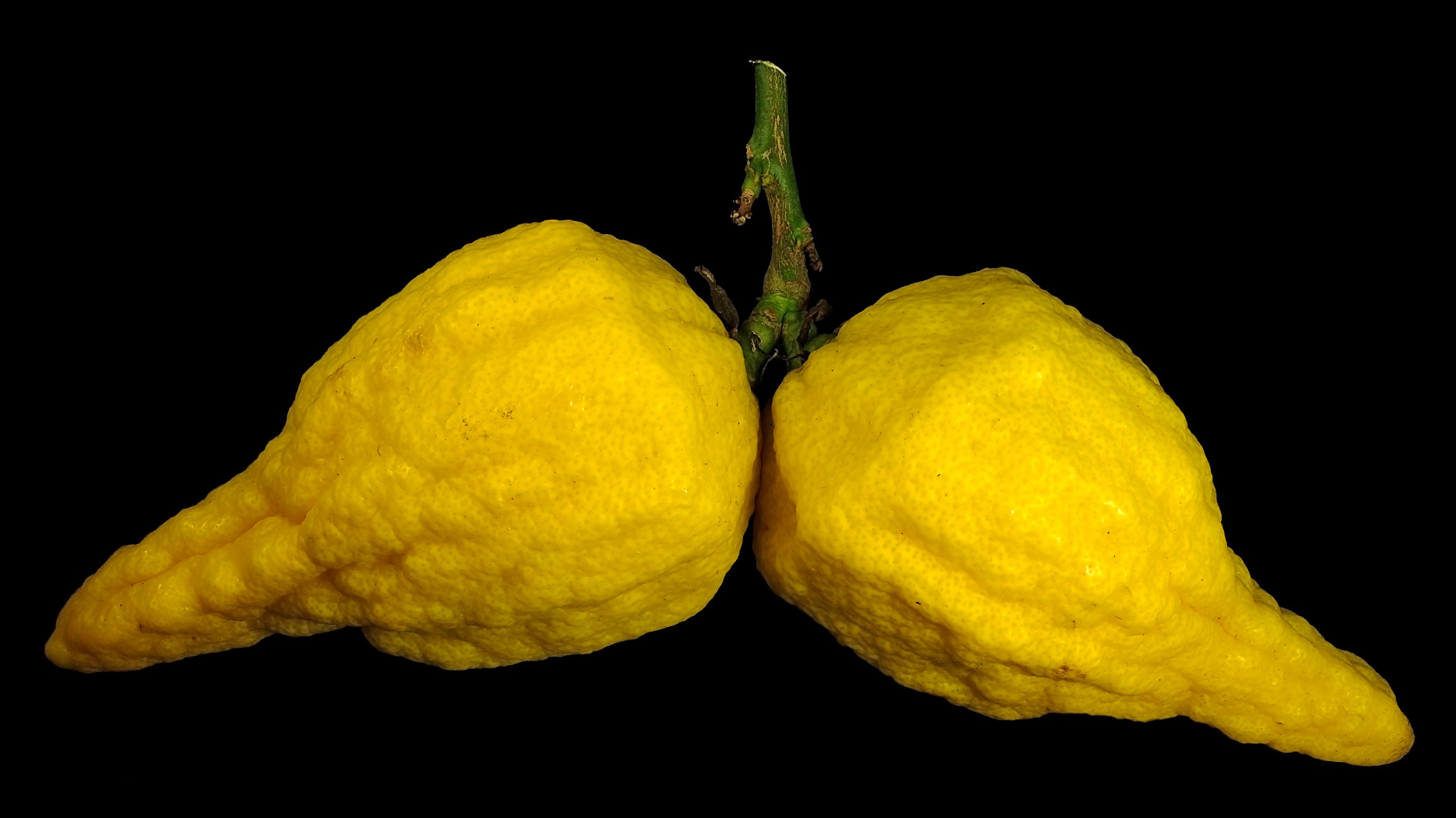 Die Florentiner Zitronat-Zitrone: Citrus limonimedica ‚Florentina‘