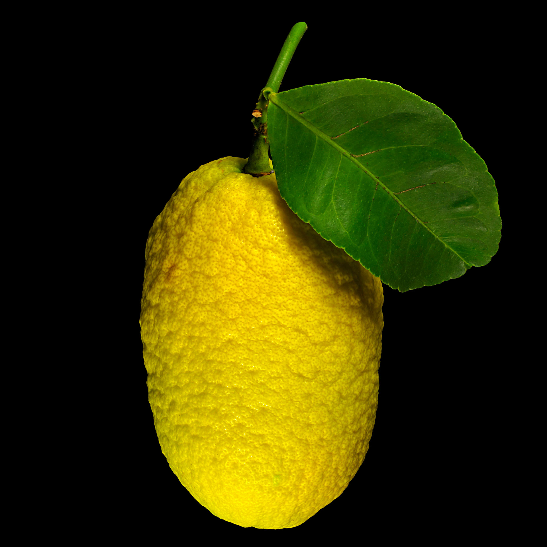 Die Perettone-Zedratzitrone: Citrus limonimedica ‚Perettone‘