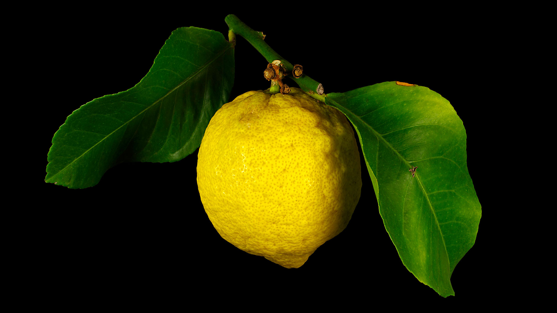 Die Adamsapfel-Lumie: Citrus lumia ´Pomum d’Adamum‘