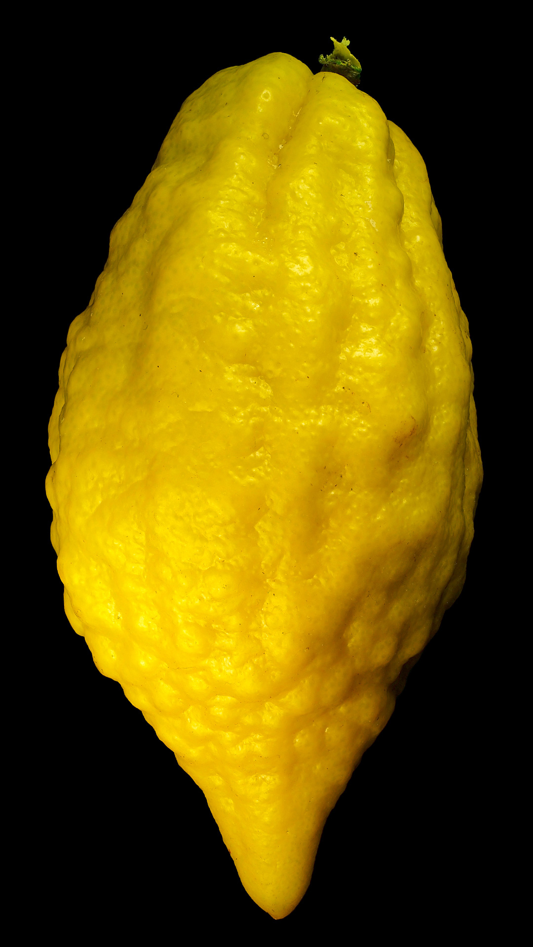 Etrog Citron: Citrus medica ‚Etrog‘