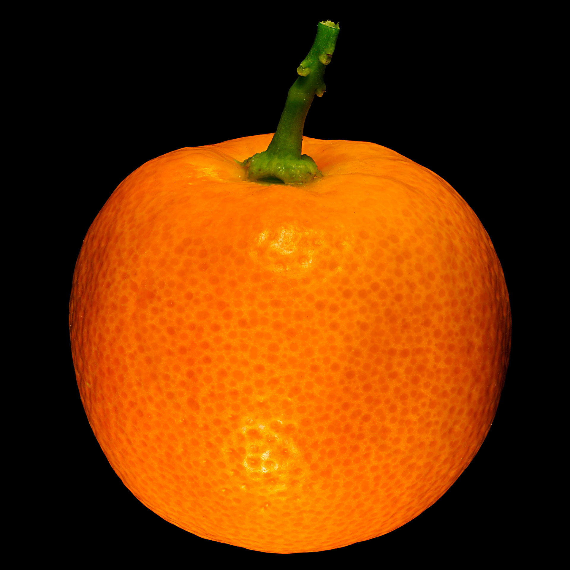 Die Calamondin-Orange: Citrus microcarpa