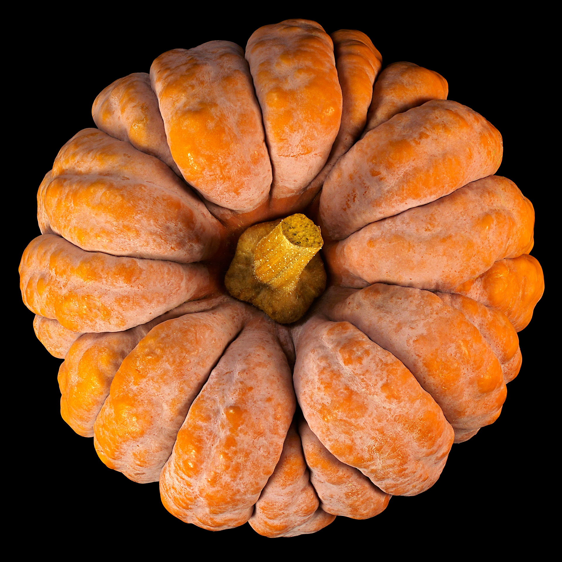 Hayato Pumpkin: Cucurbita moschata ‘Hayato’