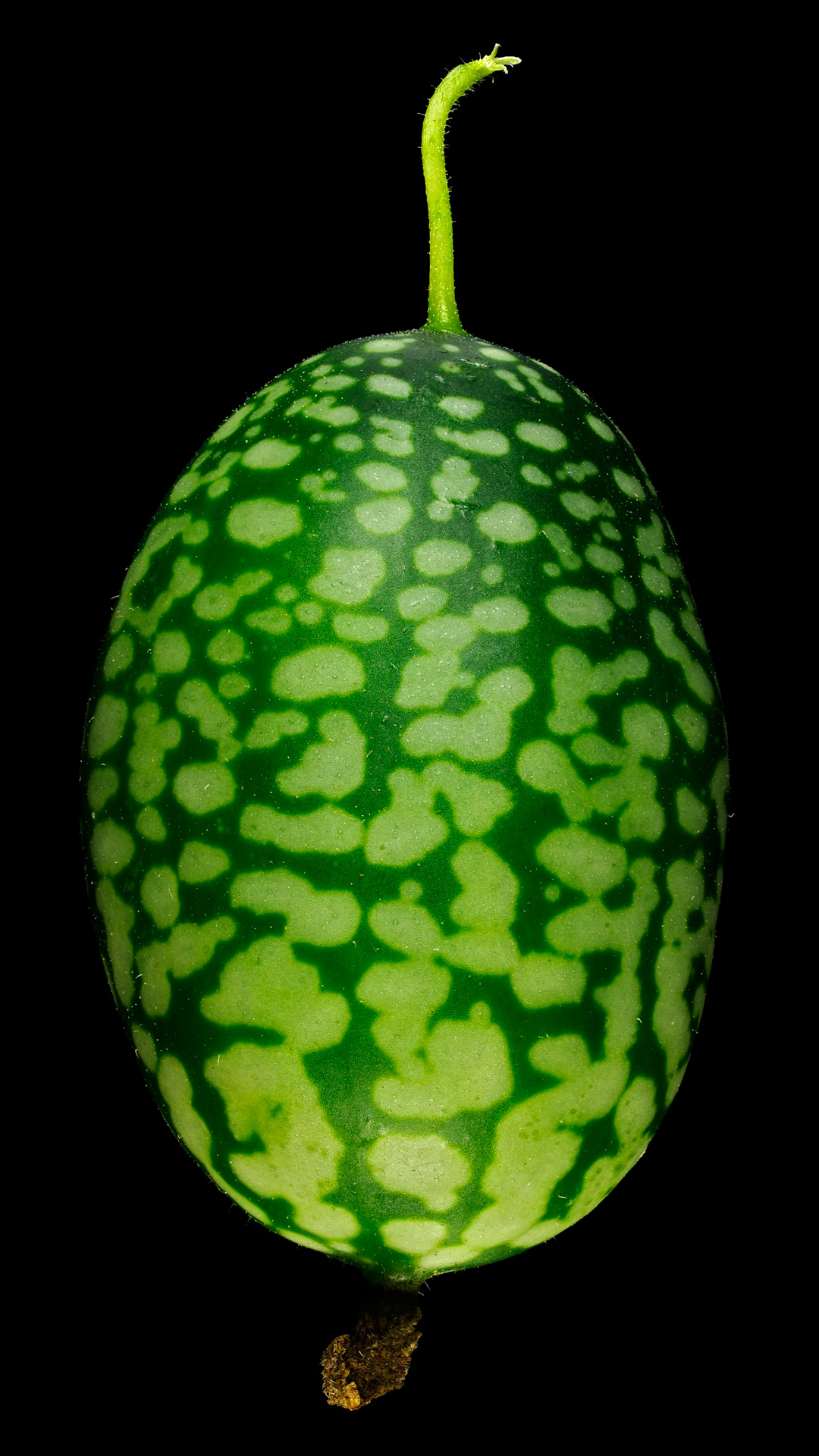 Mouse melon: Melothria scabra