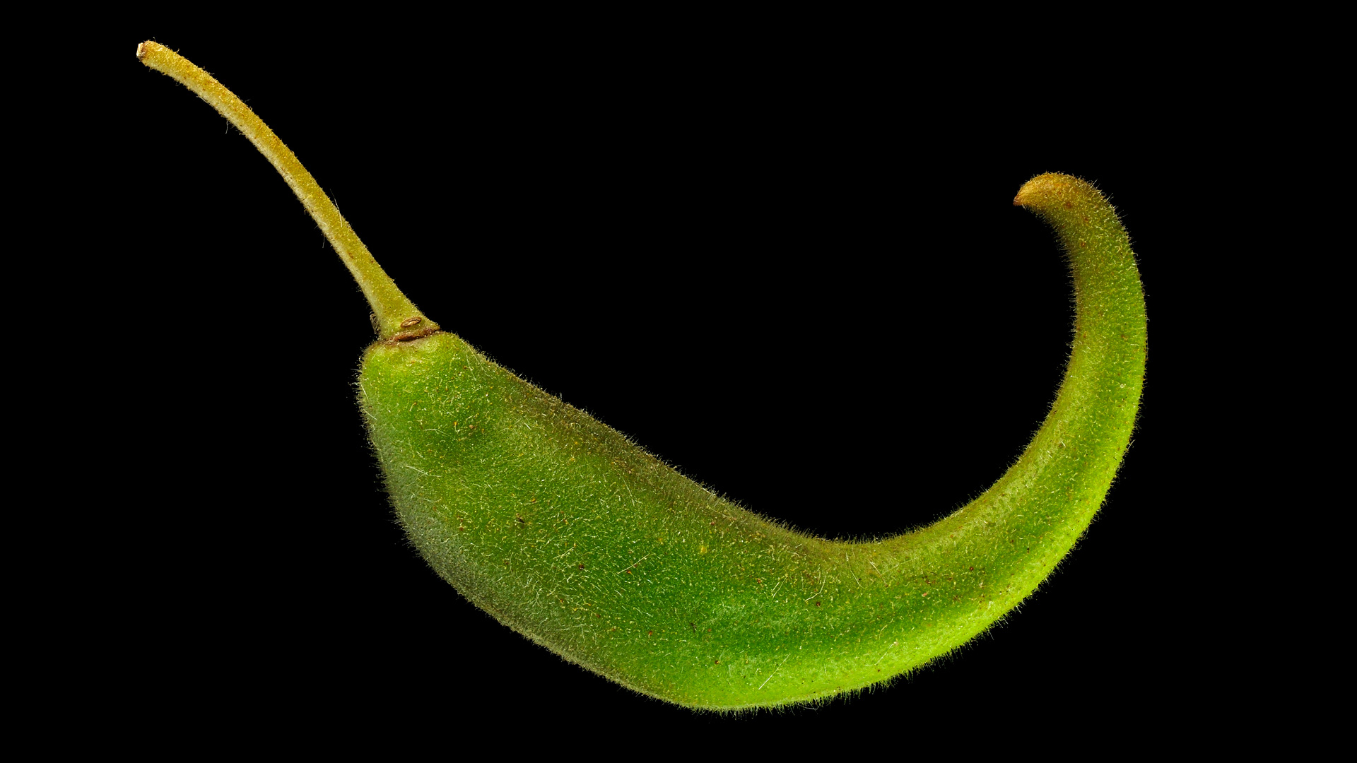 Das Gemshorn: Proboscidea louisianica