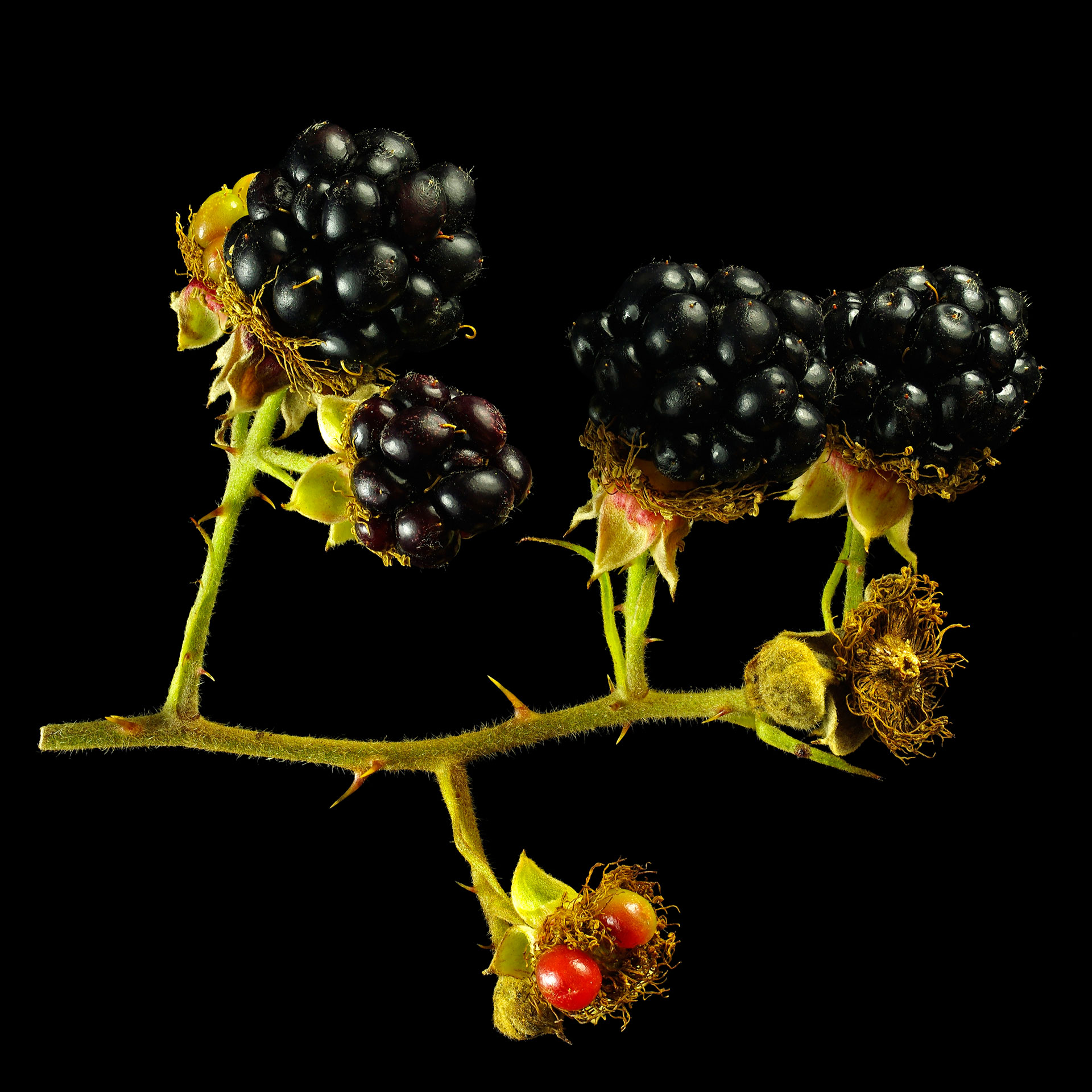Die Wintersche Brombeere: Rubus winteri