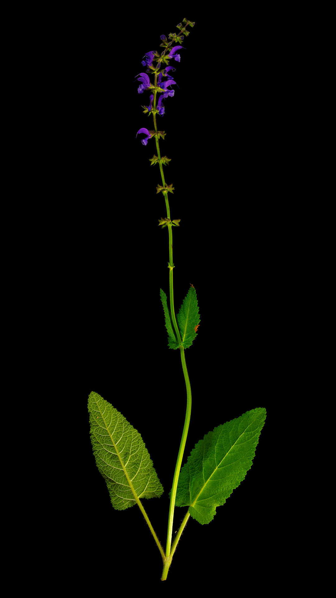 Meadow sage: Salvia pratensis