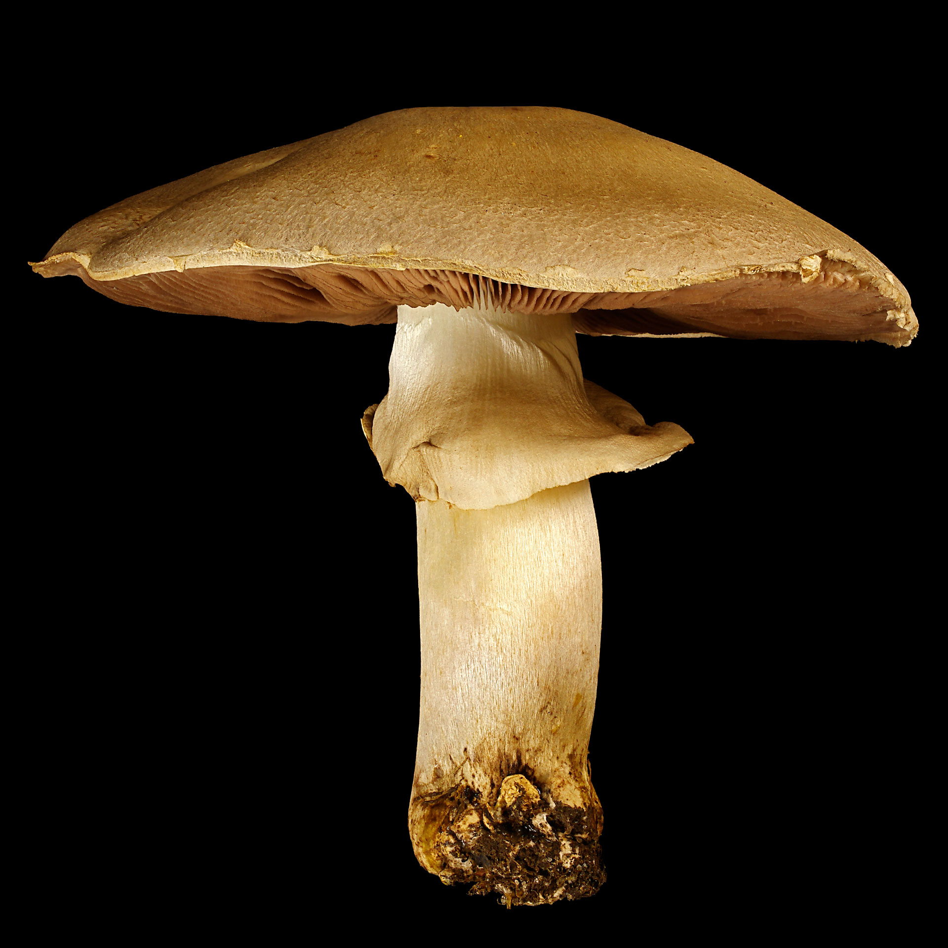 Field mushroom: Agaricus campestris