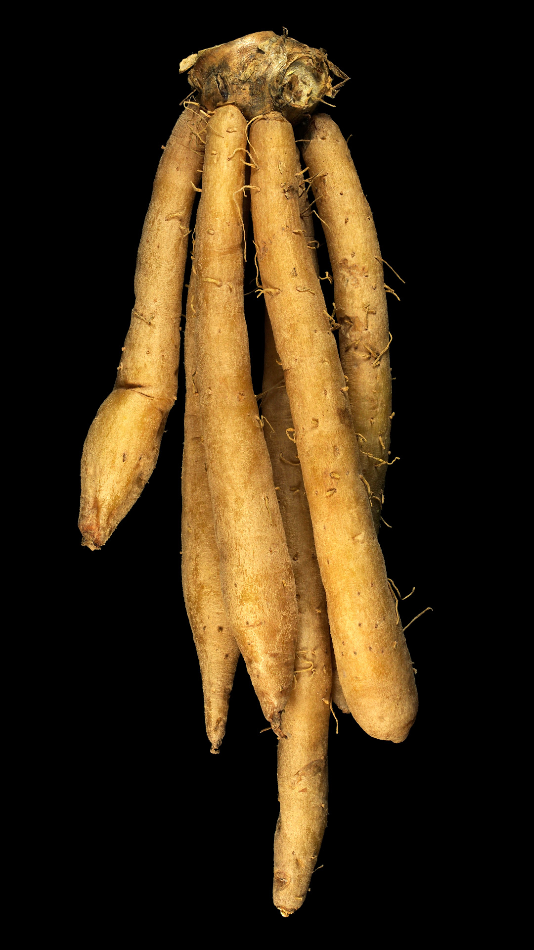 Die Fingerwurz: Boesenbergia rotunda