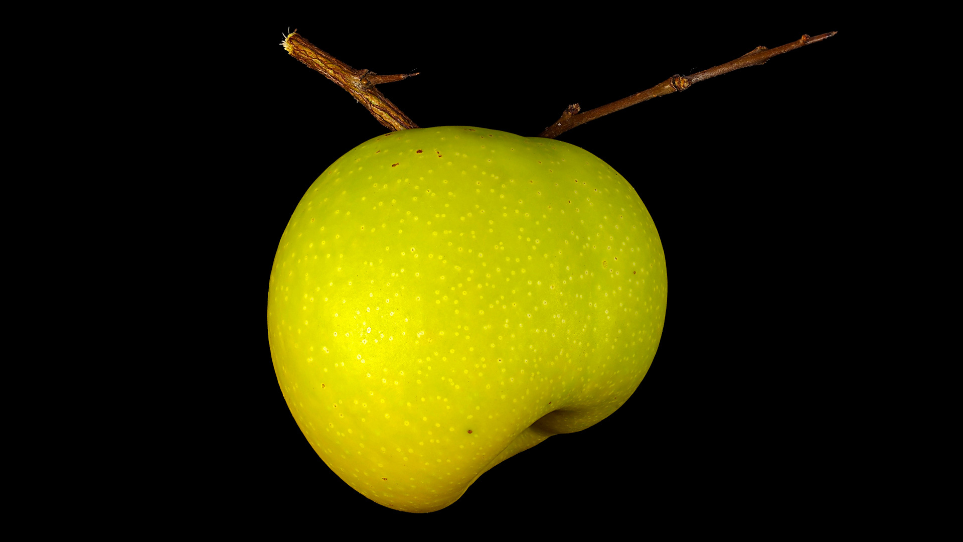 Maule’s quince: Chaenomeles japonica