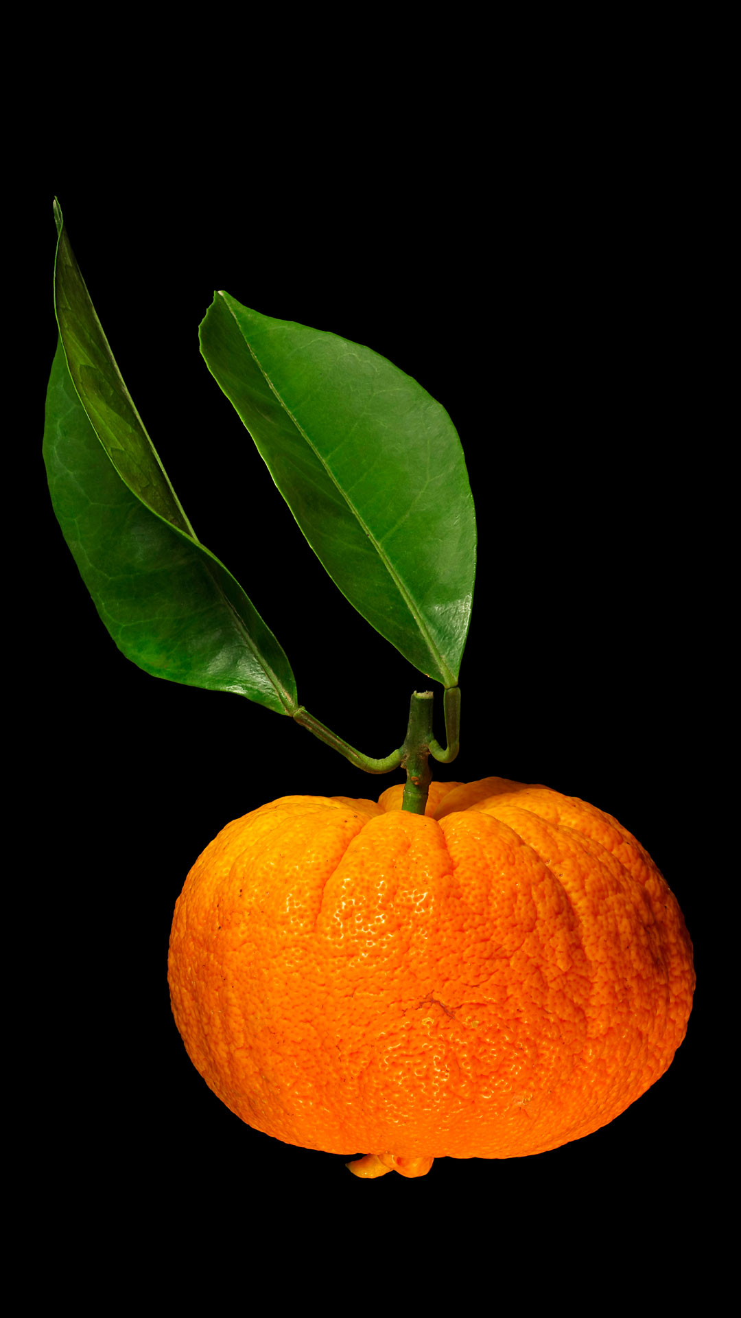 Die Tochterfrüchtige Pomeranze: Citrus × aurantium ‚Foetifera‘