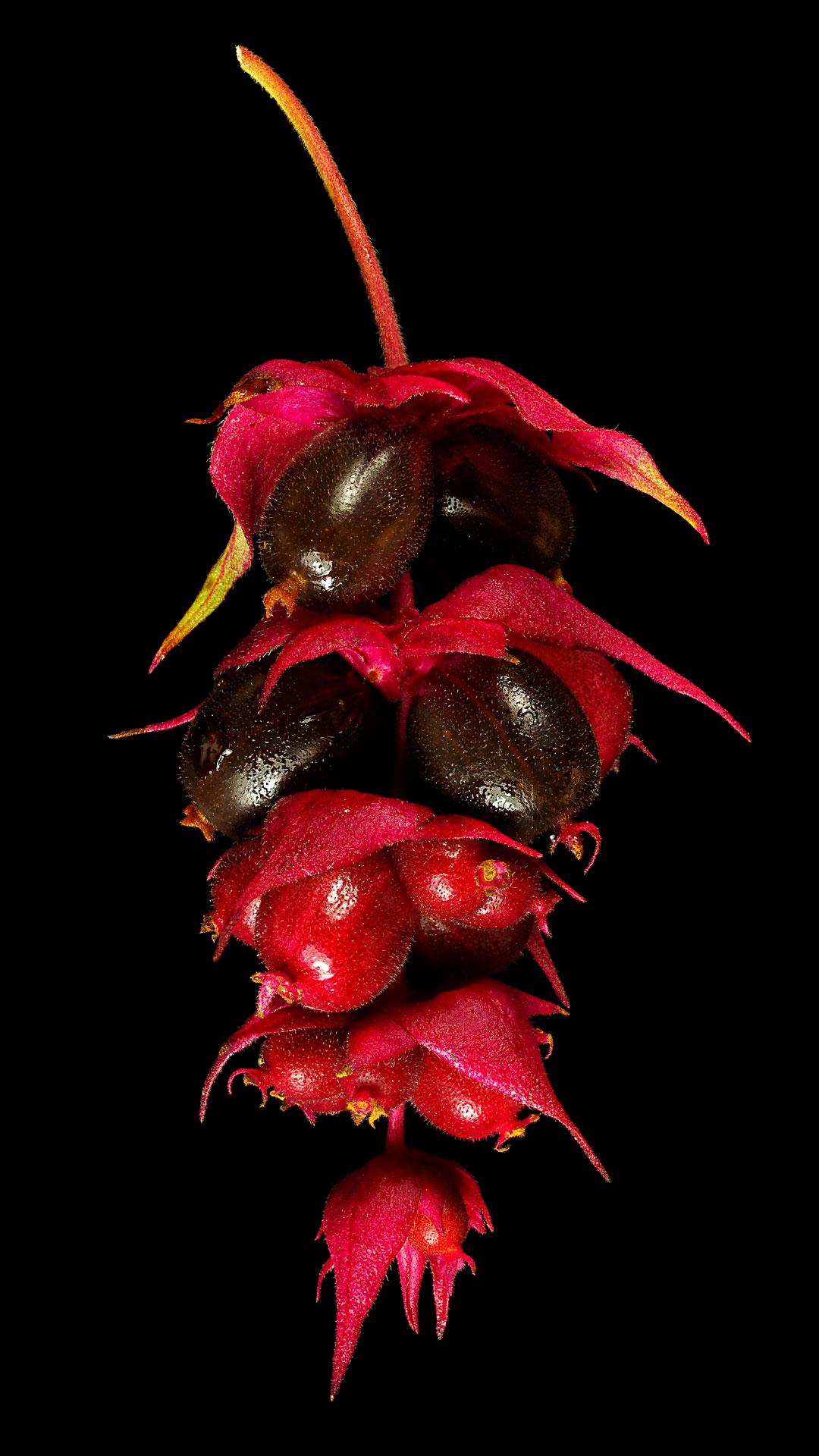 Pheasant berry: Leycesteria formosa
