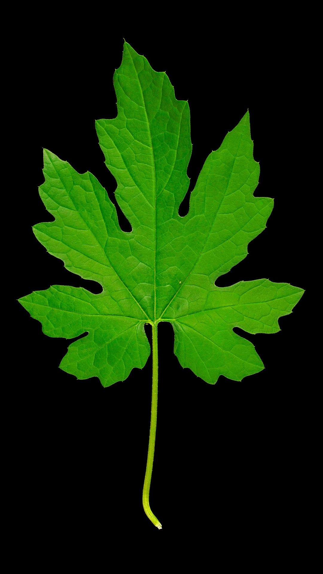 Blätter der Bittermelone: Momordica charantia