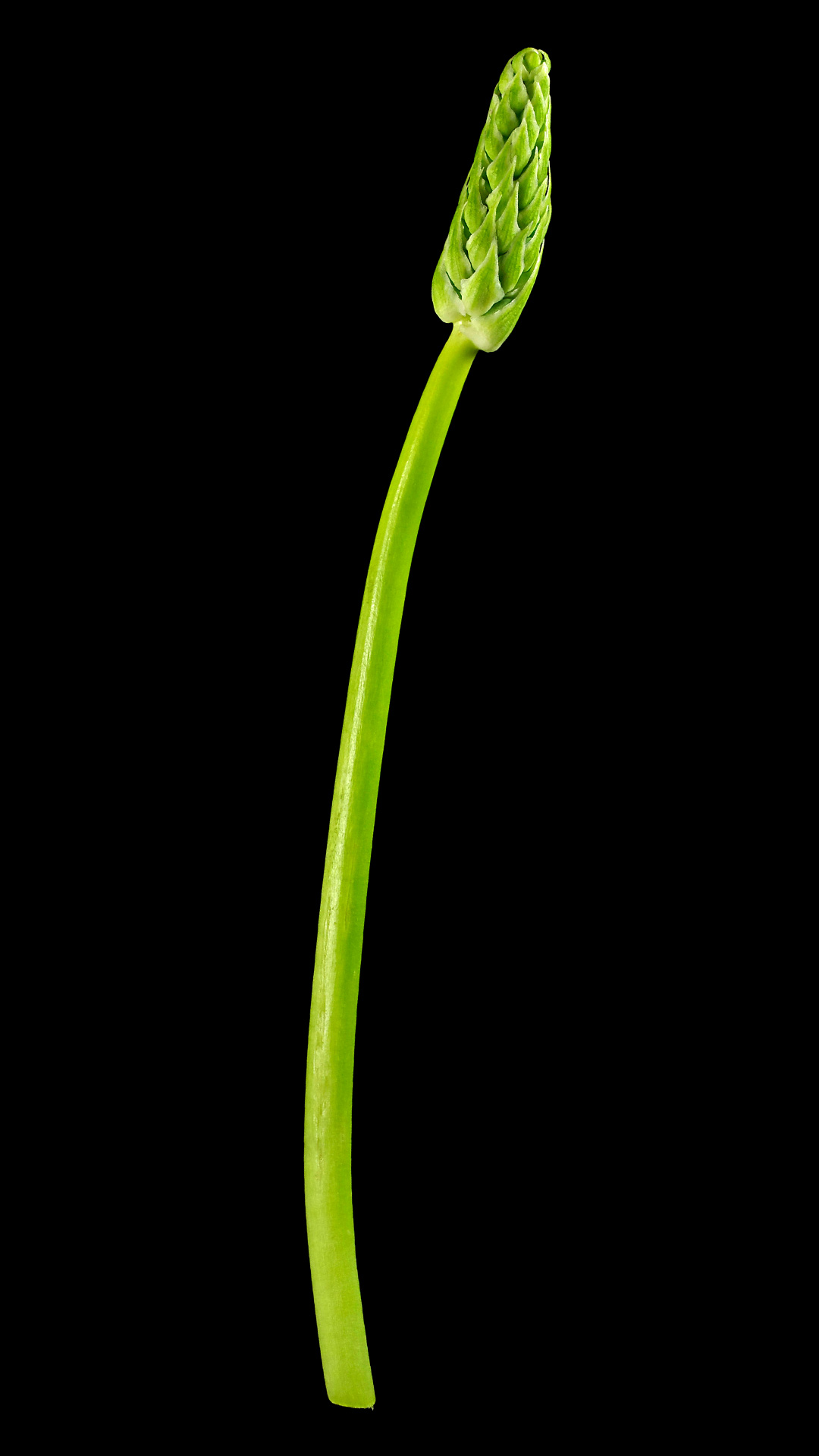 Der Pyrenäen-Milchstern (Wildspargel): Ornithogalum pyrenaicum