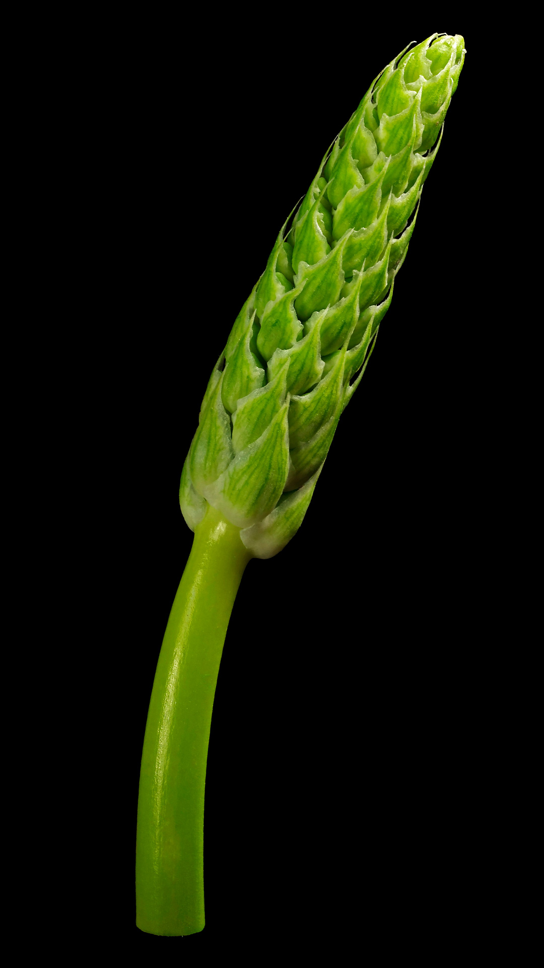 Bath Asparagus: Ornithogalum pyrenaicum | Flora obscura