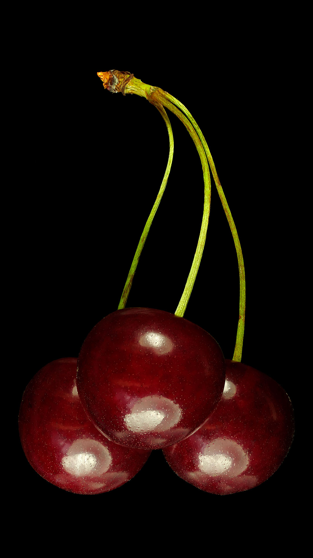 Sour cherry: Prunus cerasus