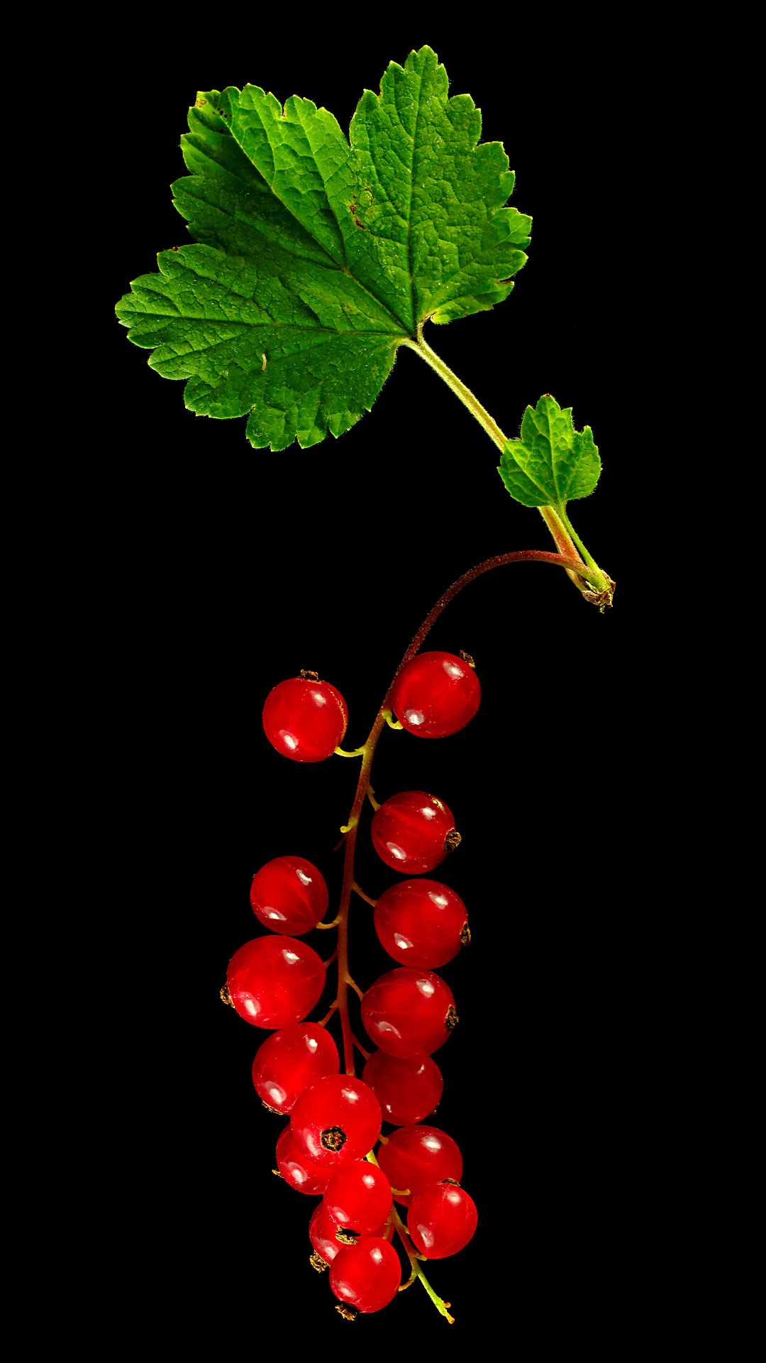 Redcurrant: Ribes rubrum