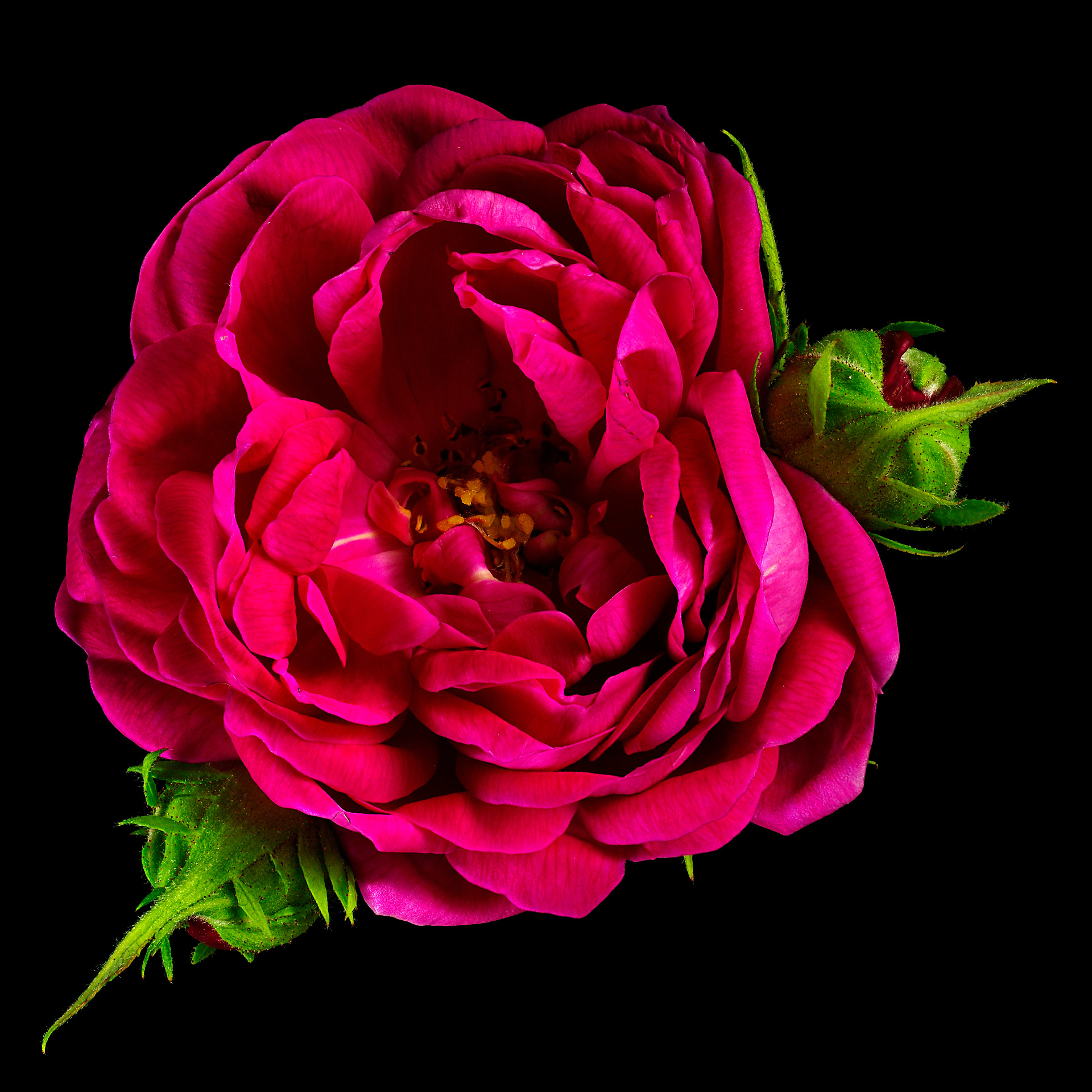 Damask rose: Rosa x damascena ‚Rose de Resht‘