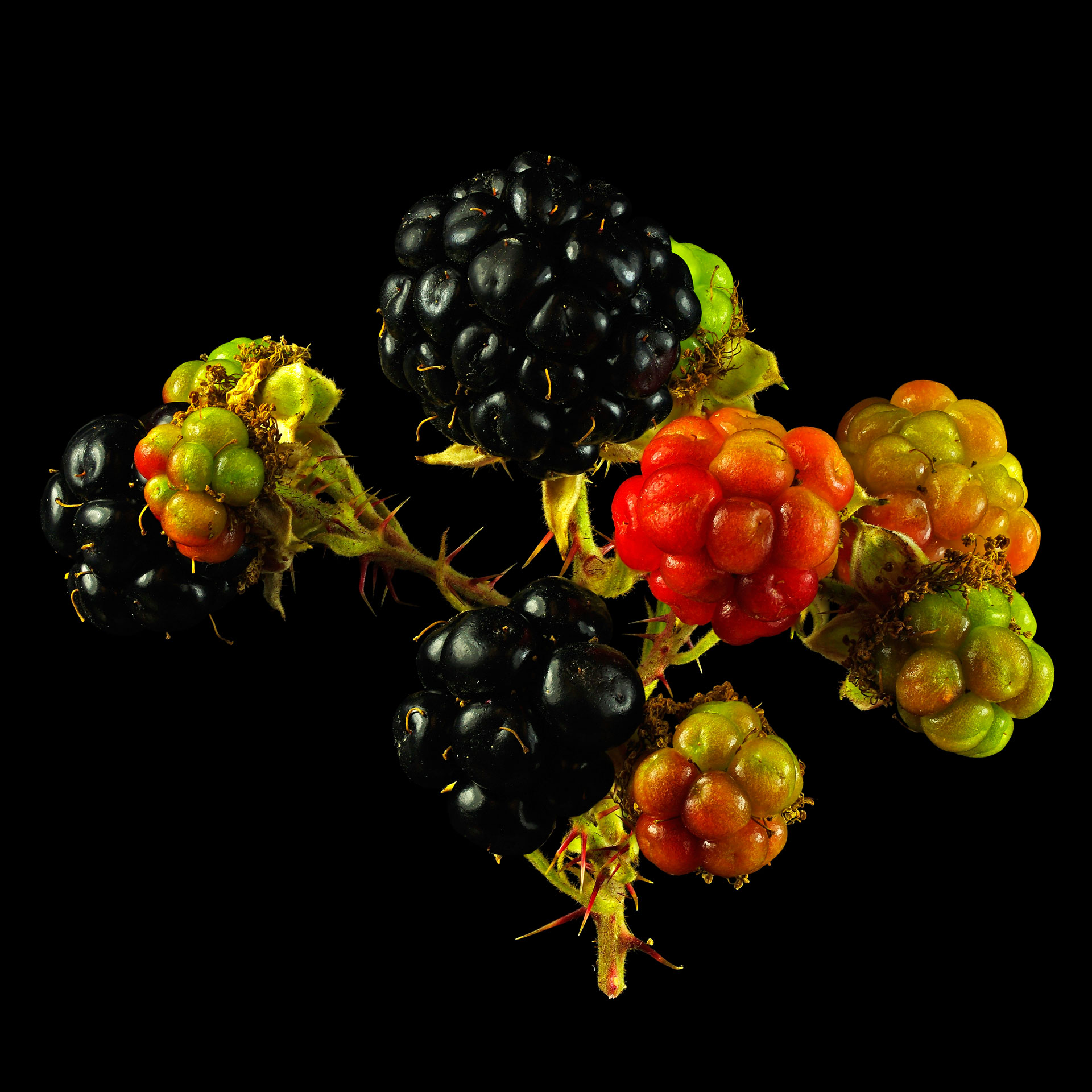 Conspicuous blackberry: Rubus conspicuus