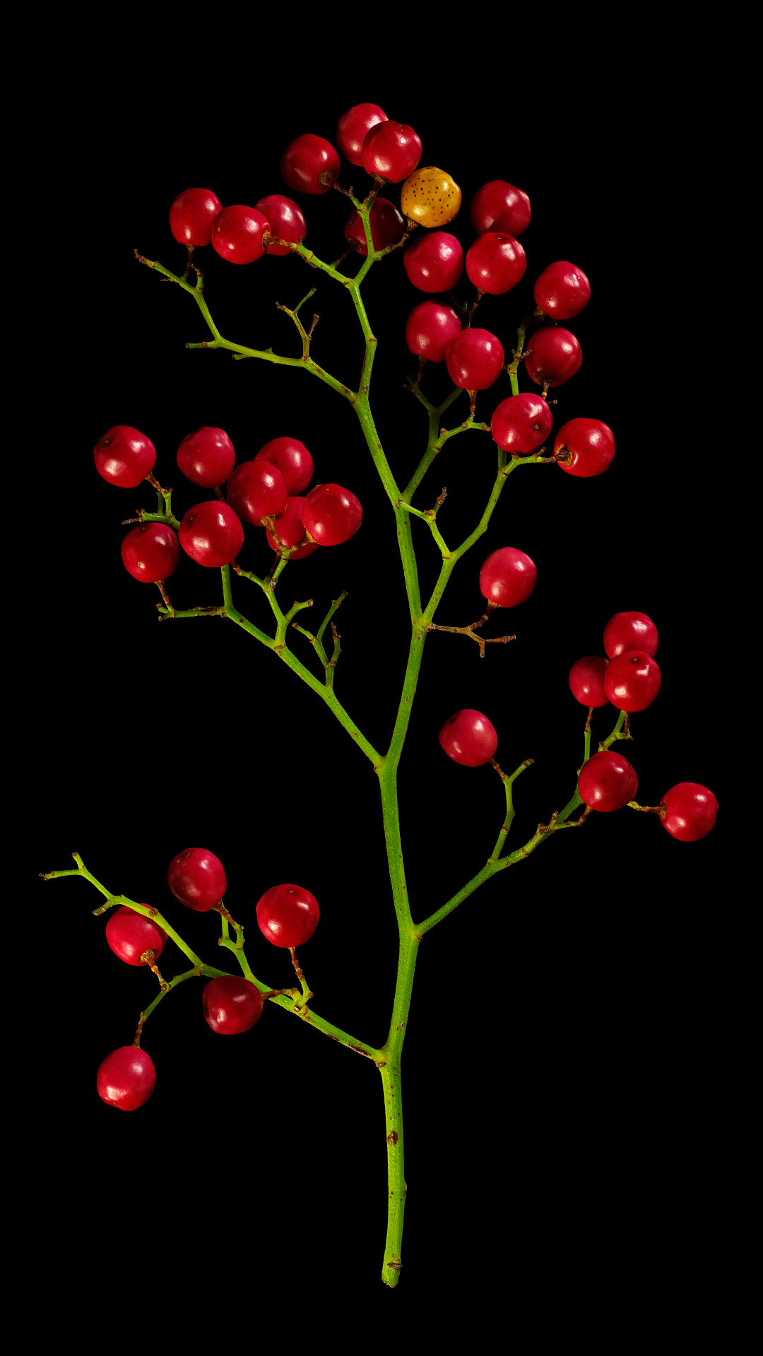 Der Rosa Pfeffer: Schinus Molle | Flora Obscura