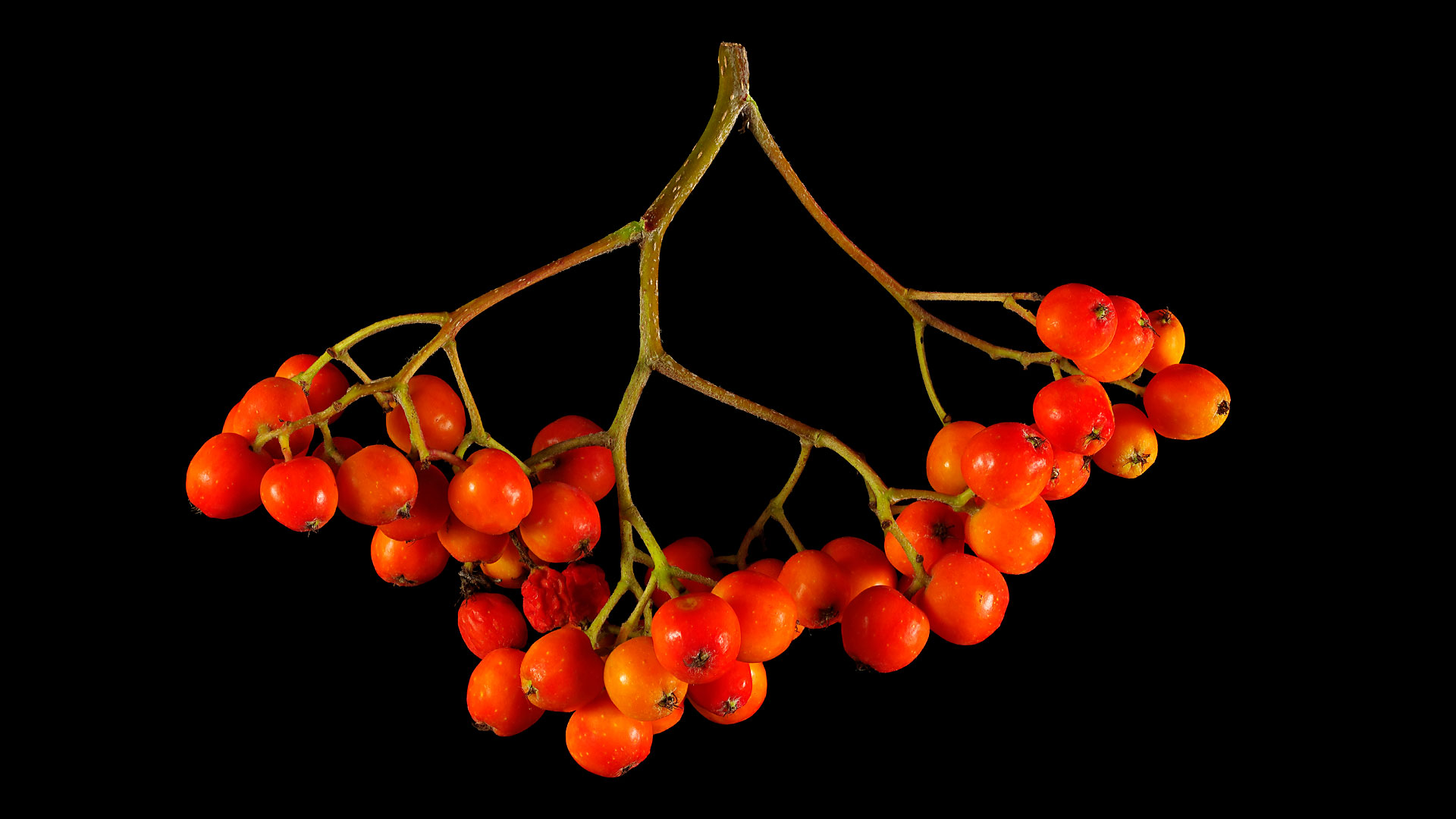 Rowanberry: Sorbus aucuparia