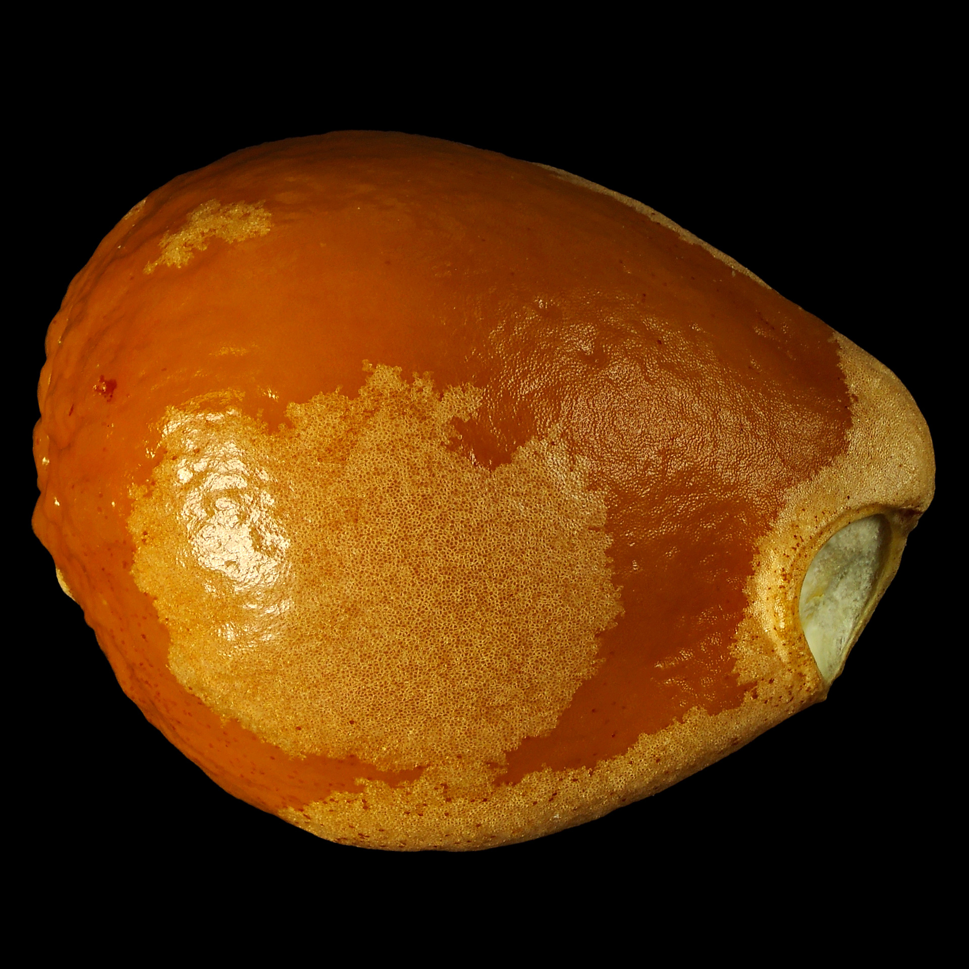Die Gemeine Pimpernuss: Staphylea pinnata